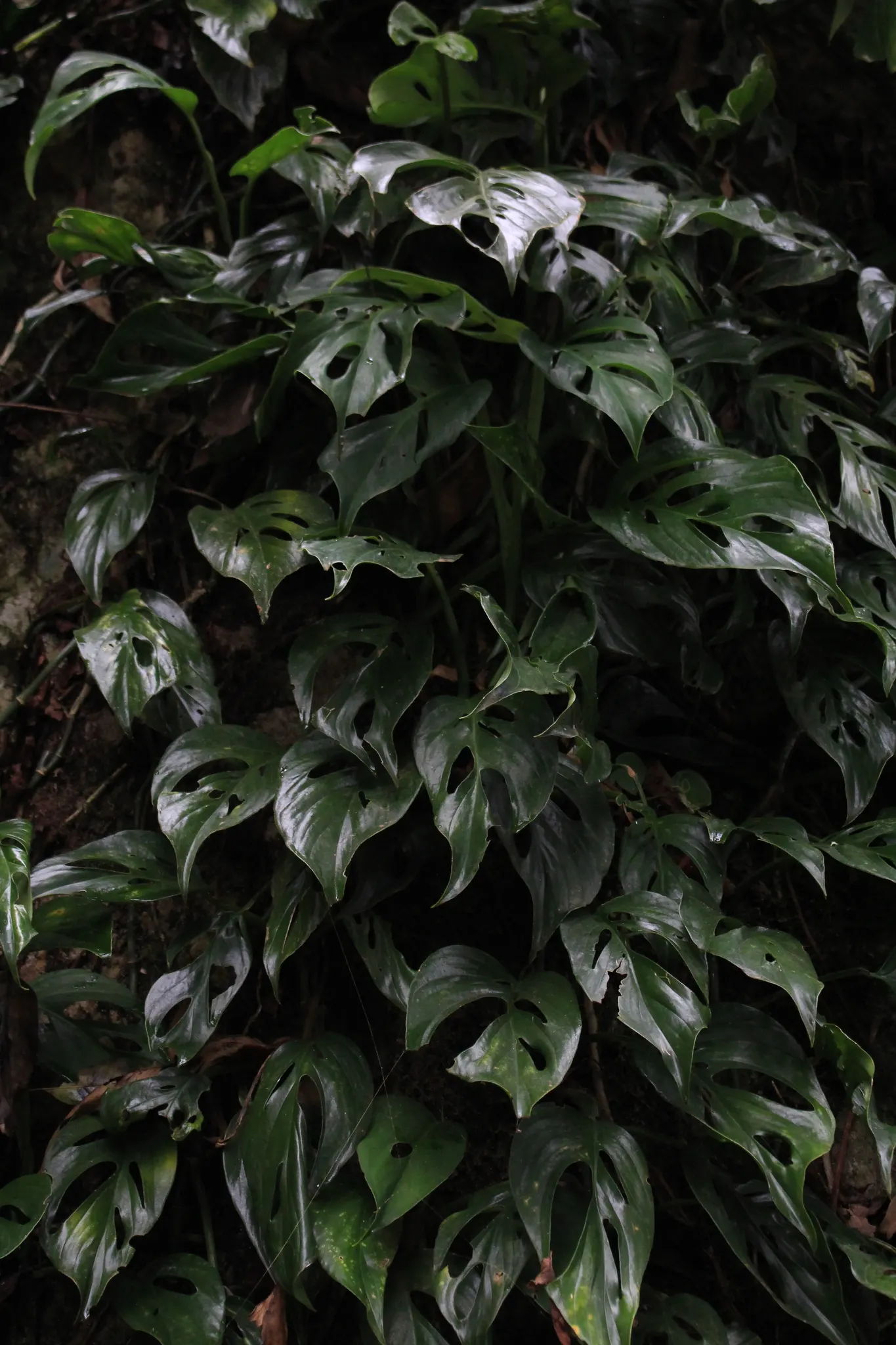 Monstera (Monstera Deliciosa) — is a tropical perennial renowned for its dramatic