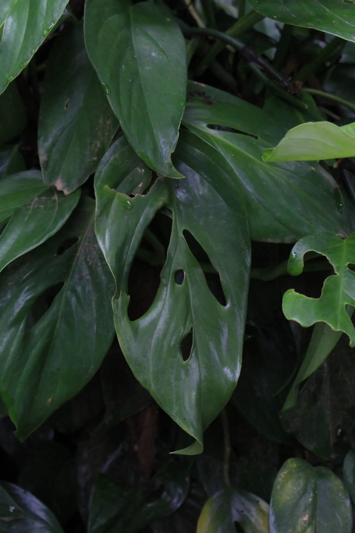 Monstera (Monstera Deliciosa) — shrub for deep shade or half or shade; replicating its tropical beginnings.<br><br>This plant adapts well to indoor, image 162