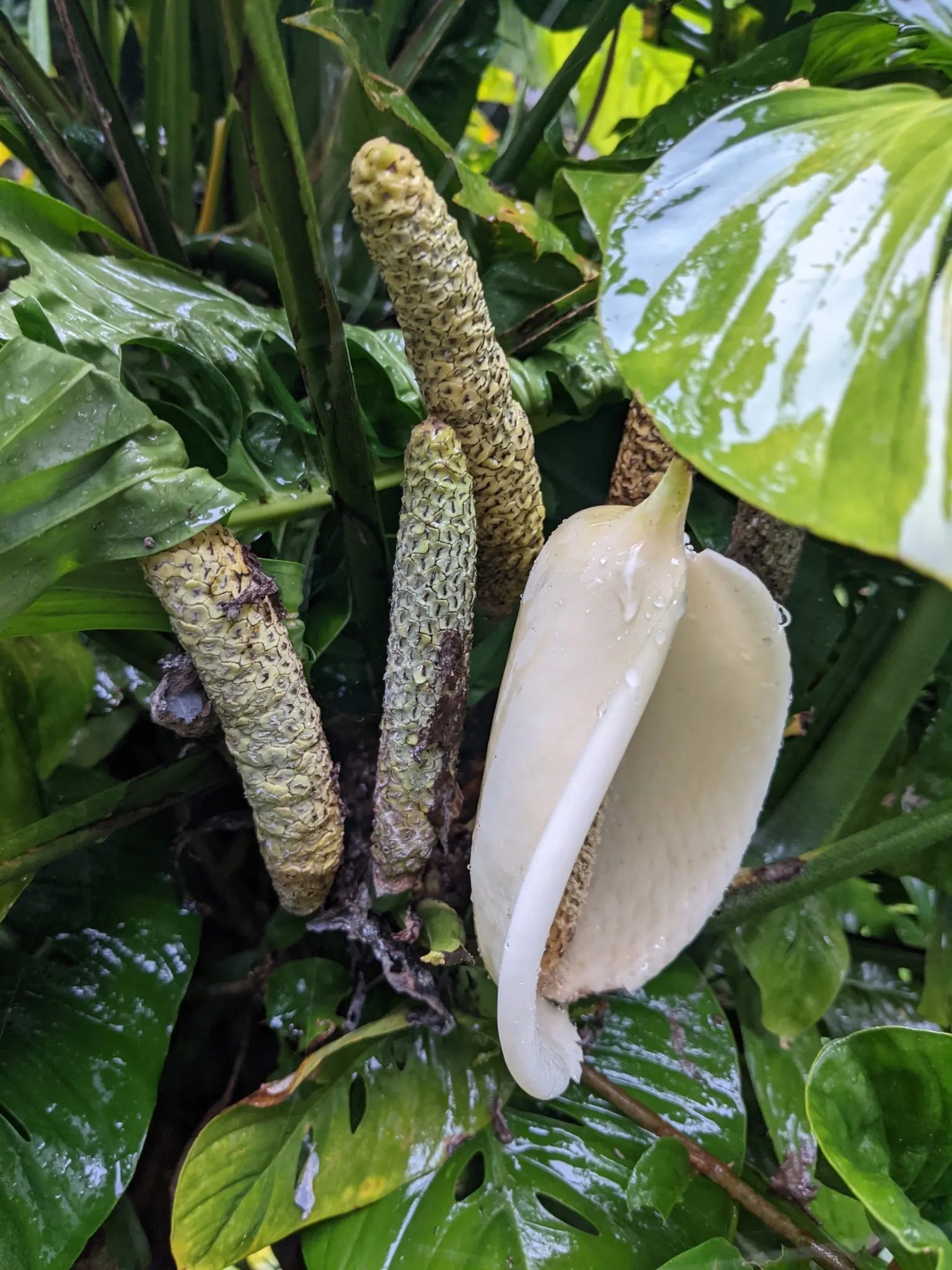 Monstera (Monstera Deliciosa) — this plant thrives in a landscape design that emulates its natural; with its dramatic presence, image 116