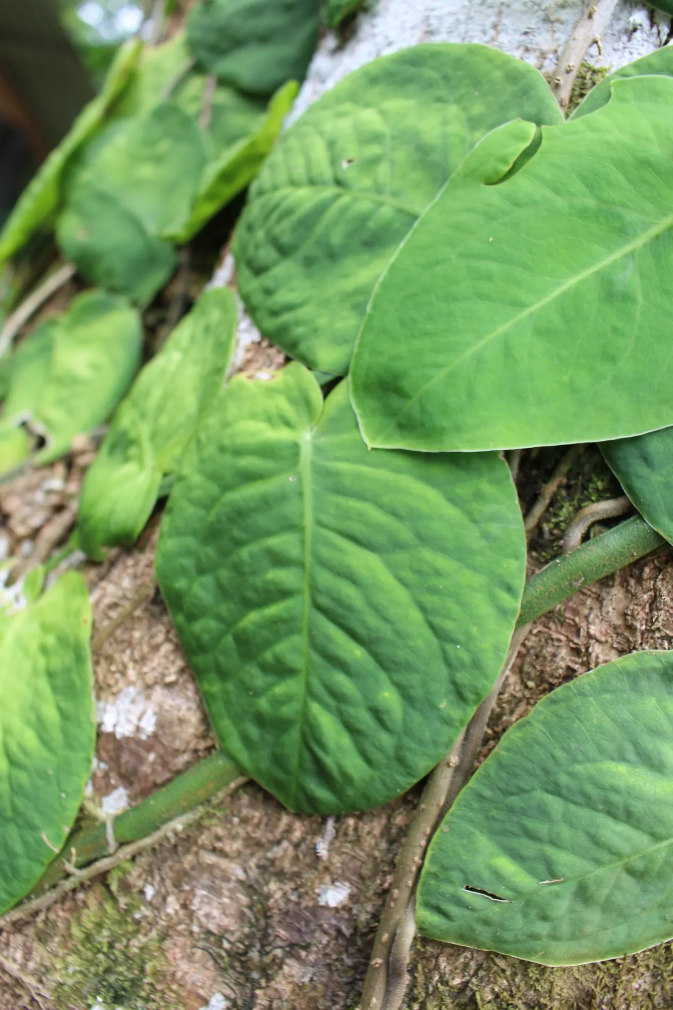Monstera (Monstera Deliciosa) — often reaching lengths of around 1 to 2 feet with proper care; perforated leaves that can span up to 18 inches, image 137