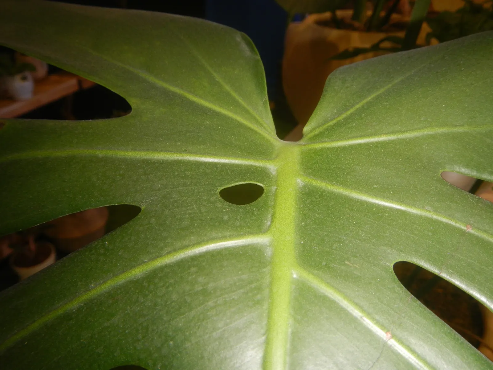Monstera (Monstera Deliciosa) — replicating its tropical beginnings.<br><br>This plant adapts well to indoor conditions; thriving in indirect, image 105
