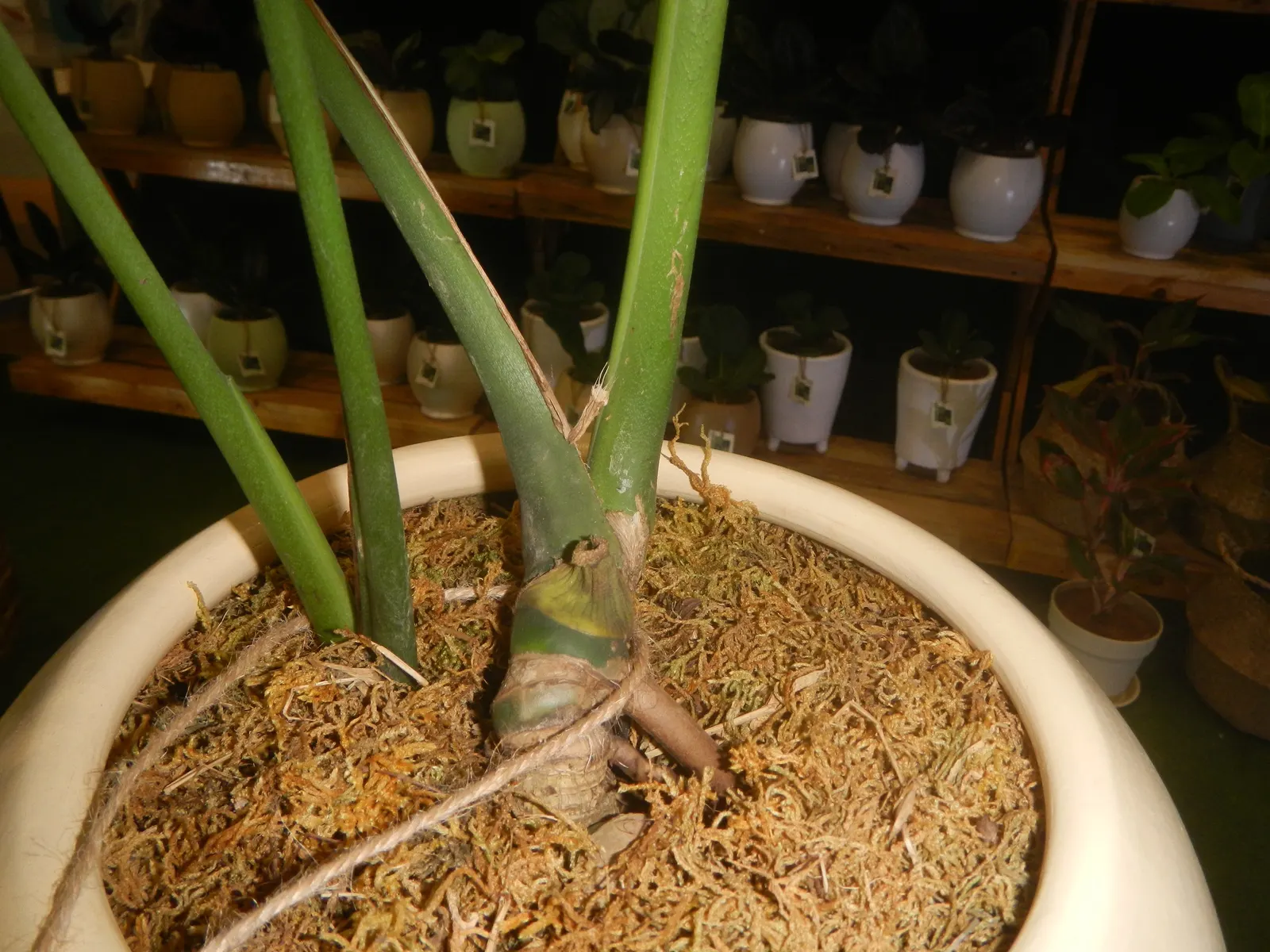 Monstera (Monstera Deliciosa) — often referred to as the "Swiss Cheese Plant," is an iconic tropical perennial renowned for its distinctive