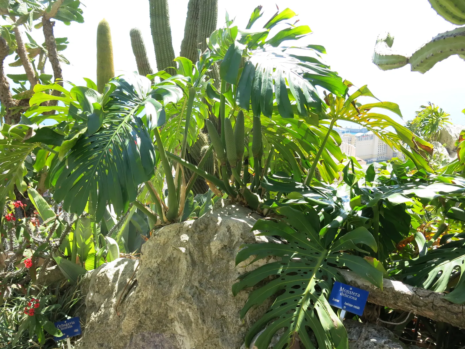 Monstera (Monstera Deliciosa) — Provide consistent warmth with temperatures between 68&deg;F to 86&deg;F; with support, it can reach an impressive, image 86