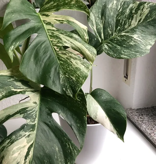 Monstera (Monstera Deliciosa) — is a tropical perennial renowned for its dramatic; it prefers humid conditions and temperatures between 68&deg;F to 86&deg;F