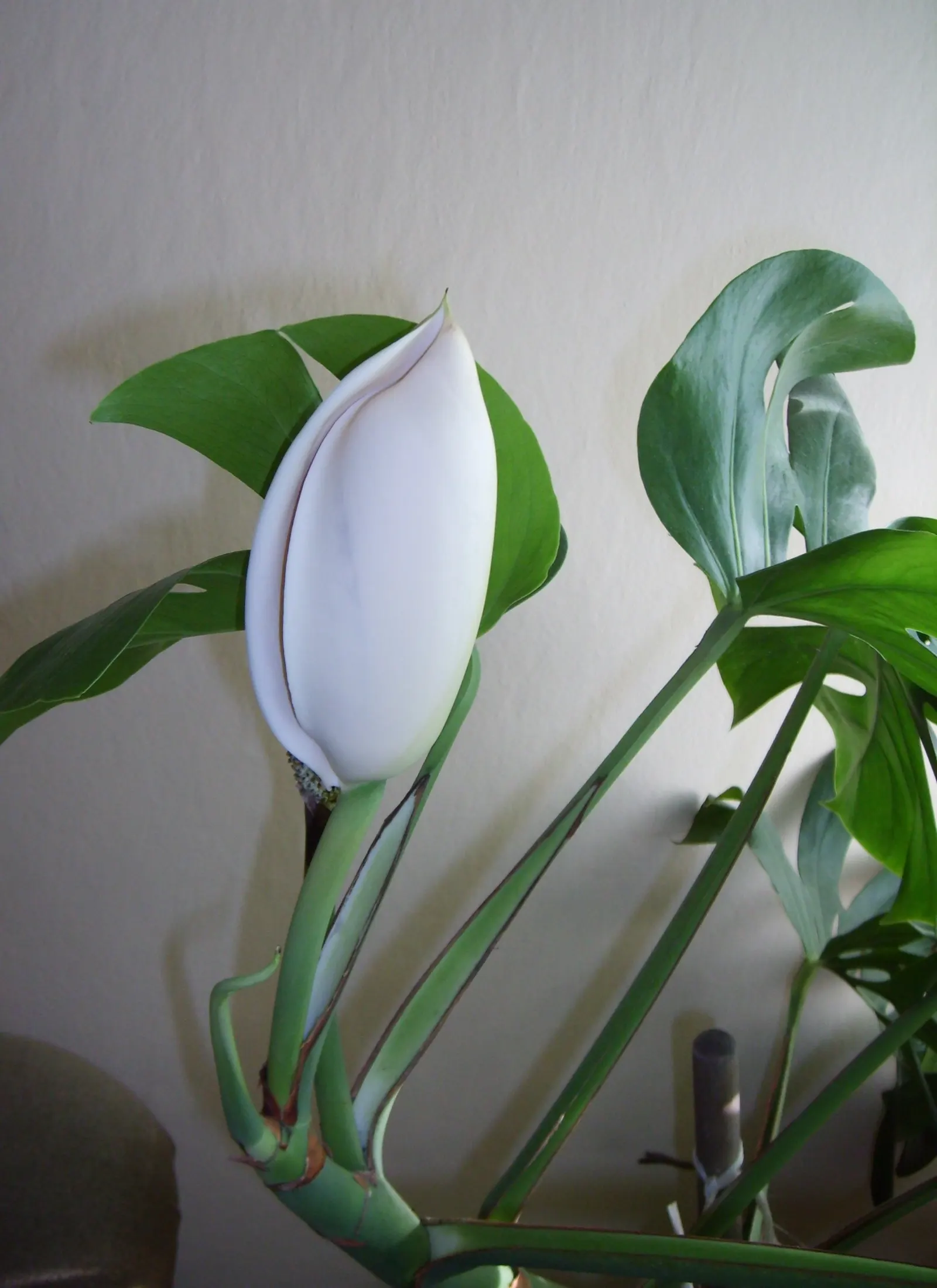 Monstera (Monstera Deliciosa) — often referred to as the "Swiss Cheese Plant," is an iconic tropical perennial renowned for its distinctive, image 114
