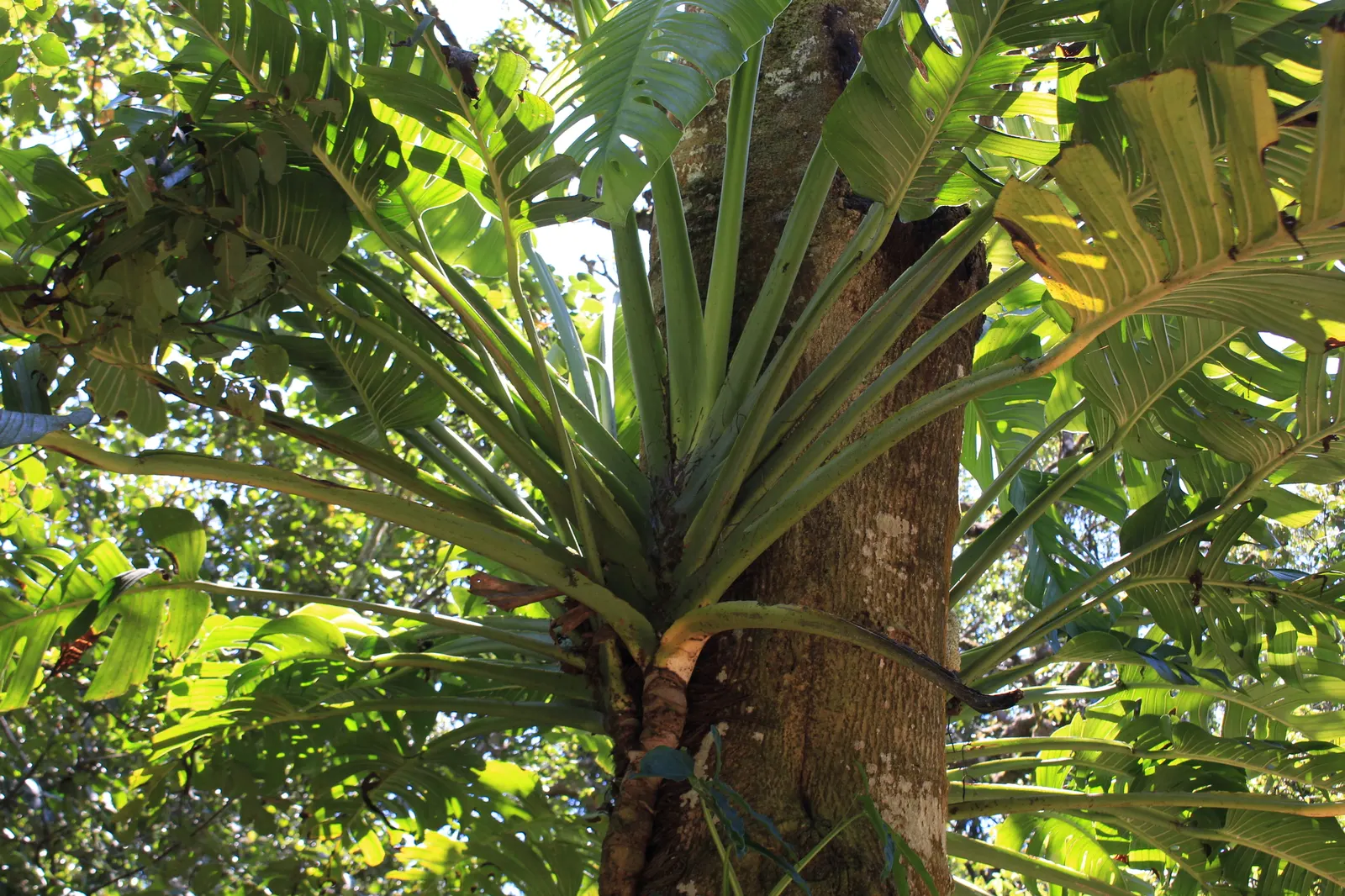 Monstera (Monstera Deliciosa) — Thriving in part shade with indirect light, it grows well in rich, well-draining soil