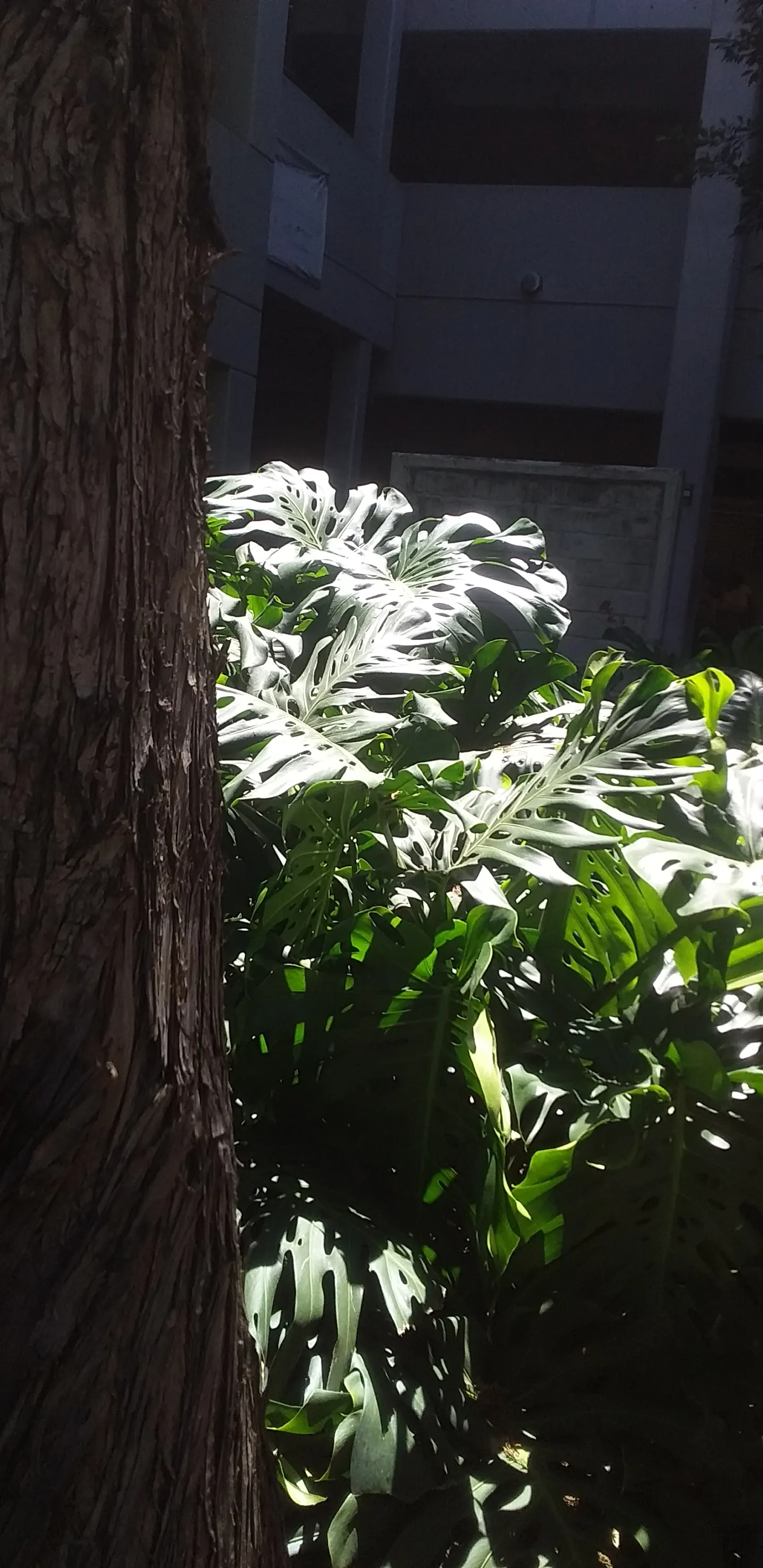Monstera (Monstera Deliciosa) — perforated leaves that can span up to 18 inches across; often reaching lengths of around 1 to 2 feet with proper, image 38
