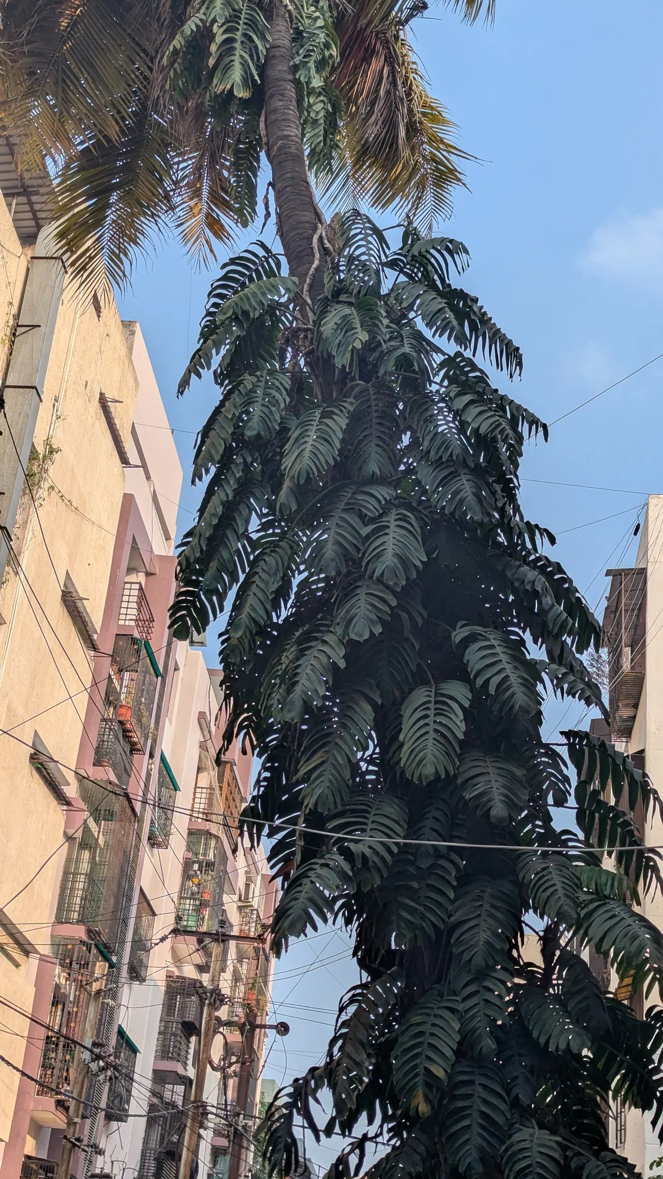 Monstera (Monstera Deliciosa) — With its dramatic presence; this plant thrives in a landscape design that emulates its natural, image 53