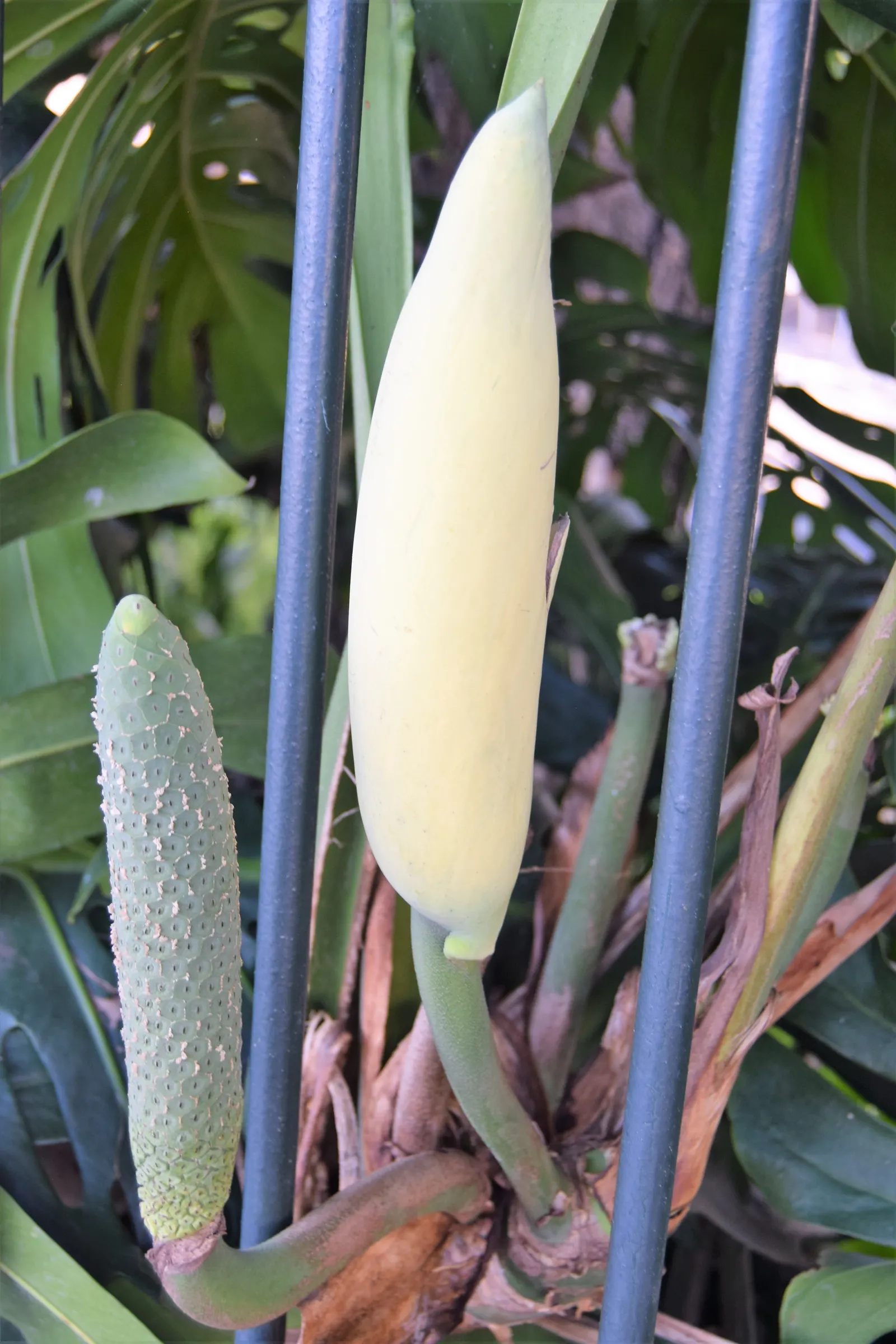 Monstera (Monstera Deliciosa) — With origins tracing back to the rainforests of Central America; vibrant green and can grow to an impressive size, image 61