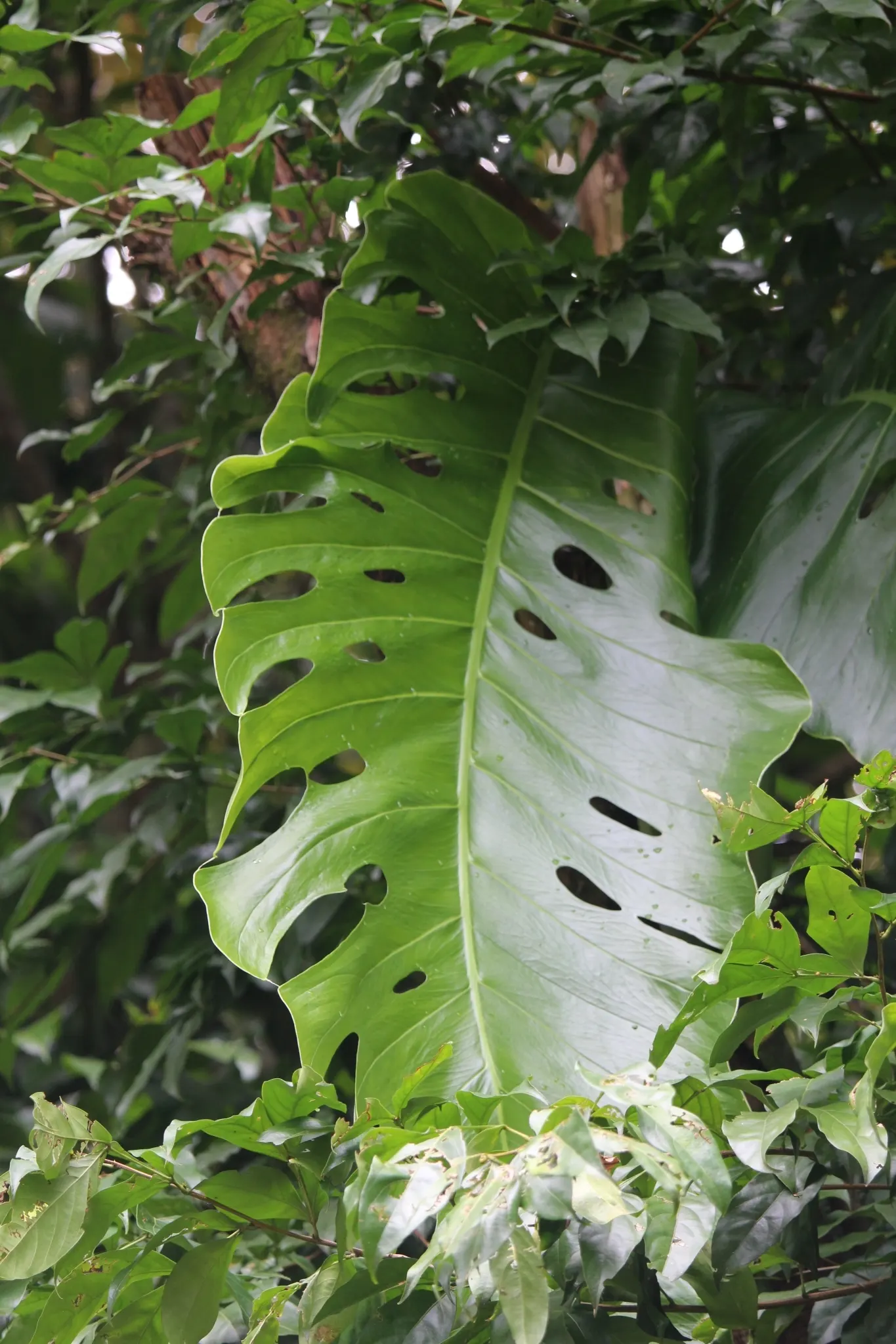 Monstera (Monstera Deliciosa) — thriving in indirect sunlight to avoid leaf scorch; heart-shaped leaves are a deep, image 66