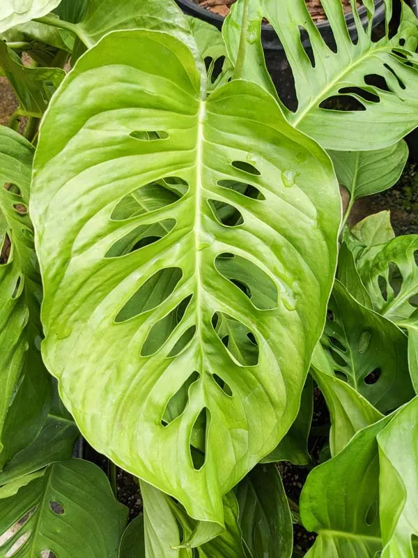 Monstera (Monstera Deliciosa) — is a tropical perennial renowned for its dramatic; it prefers humid conditions and temperatures between 68&deg;F to, image 145