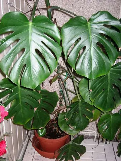 Monstera (Monstera Deliciosa) — Provide consistent warmth with temperatures between 68°F to 86°F; with support, it can reach an impressive, image 176