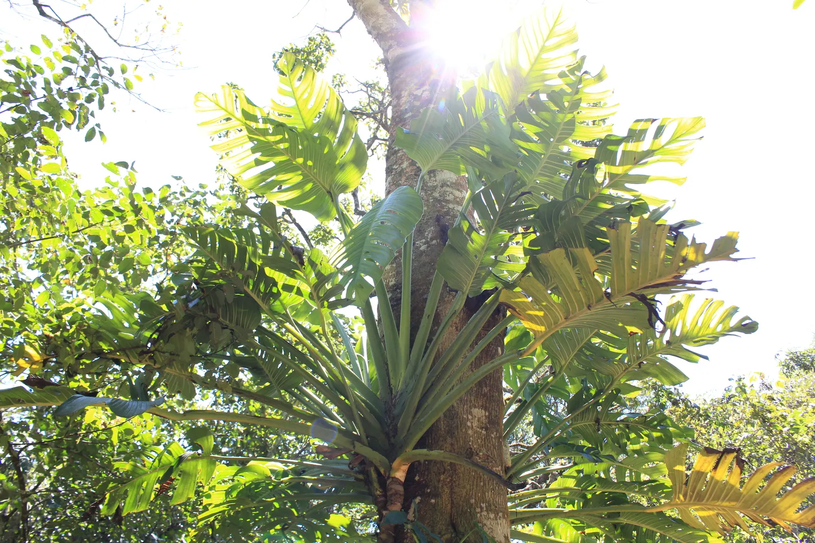 Monstera (Monstera Deliciosa) — often referred to as the "Swiss Cheese Plant," is an iconic tropical perennial renowned for its distinctive, image 42