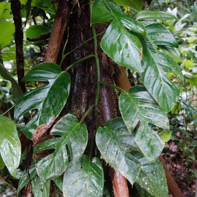 Monstera (Monstera Deliciosa) — it prefers humid conditions and temperatures between 68&deg;F to 86&deg;F; with origins tracing back to the rainforests of