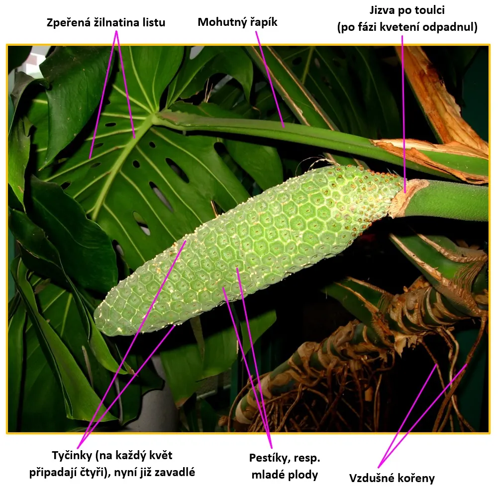 Monstera (Monstera Deliciosa) — Thriving in part shade with indirect light, it grows well in rich, well-draining soil; shrub for deep shade or half, image 129