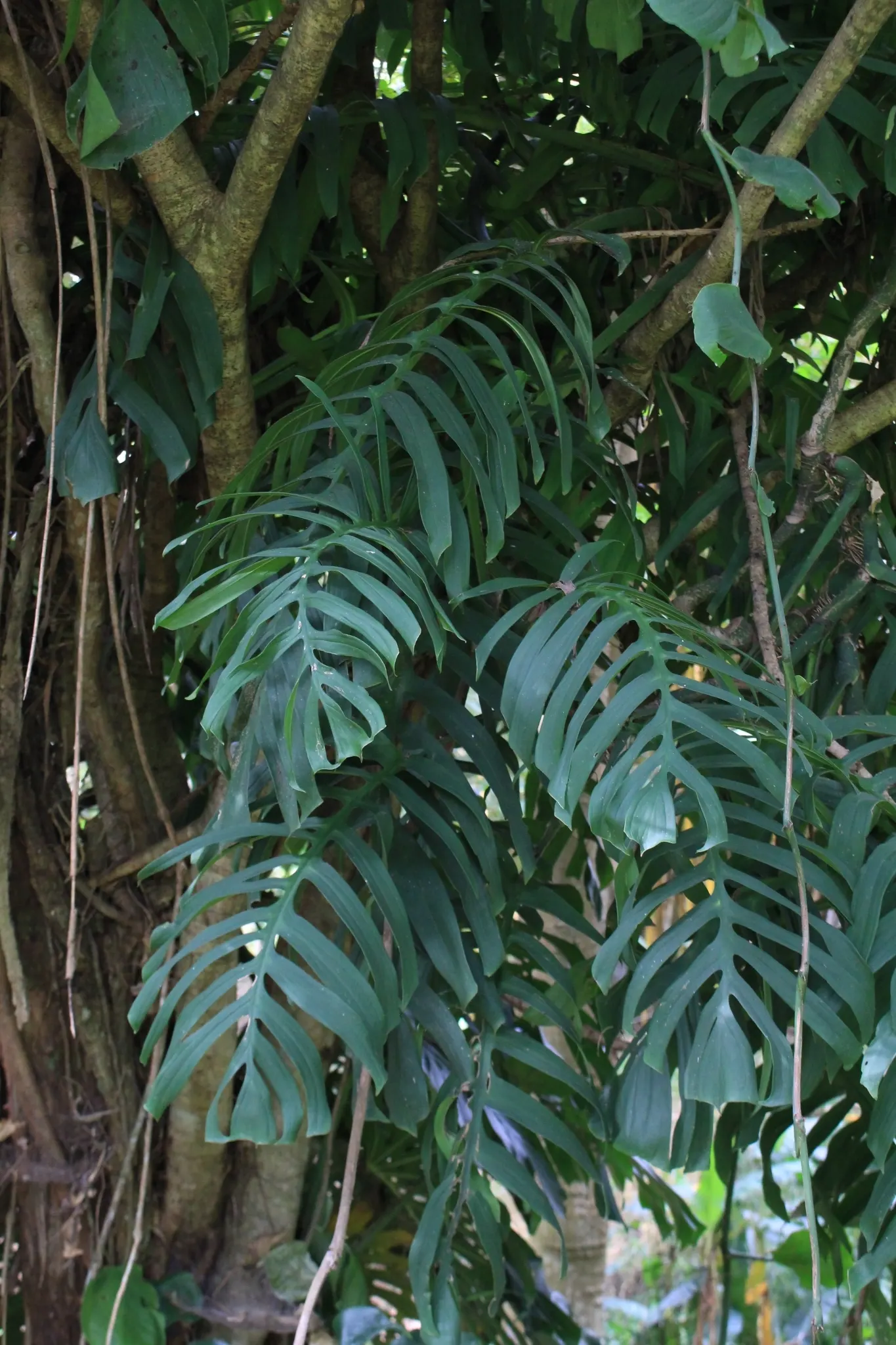 Monstera (Monstera Deliciosa) — often reaching lengths of around 1 to 2 feet with proper care; perforated leaves that can span up to 18 inches, image 173