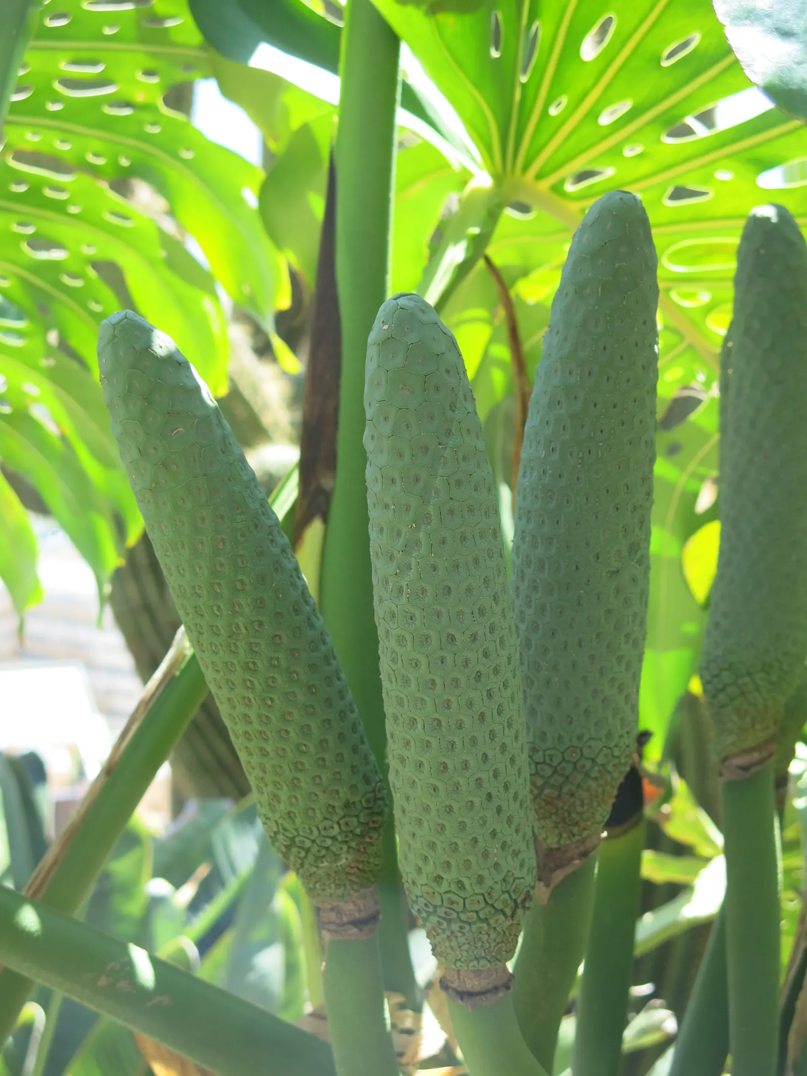 Monstera (Monstera Deliciosa) — heart-shaped leaves are a deep; often referred to as the "Swiss Cheese Plant," is an iconic tropical perennial, image 171