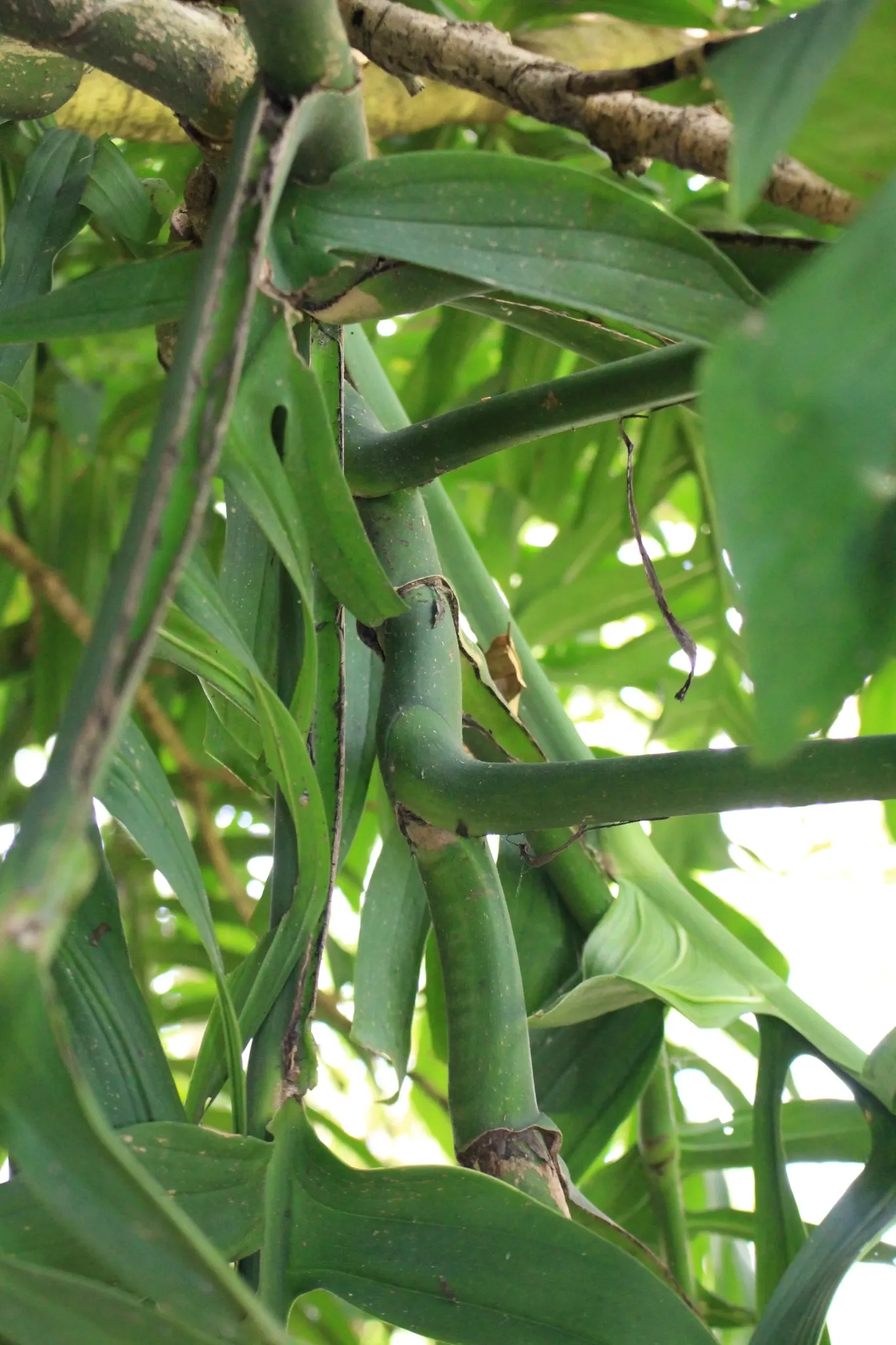 Monstera (Monstera Deliciosa) — it prefers humid conditions and temperatures between 68&deg;F to 86&deg;F; with origins tracing back to the, image 166