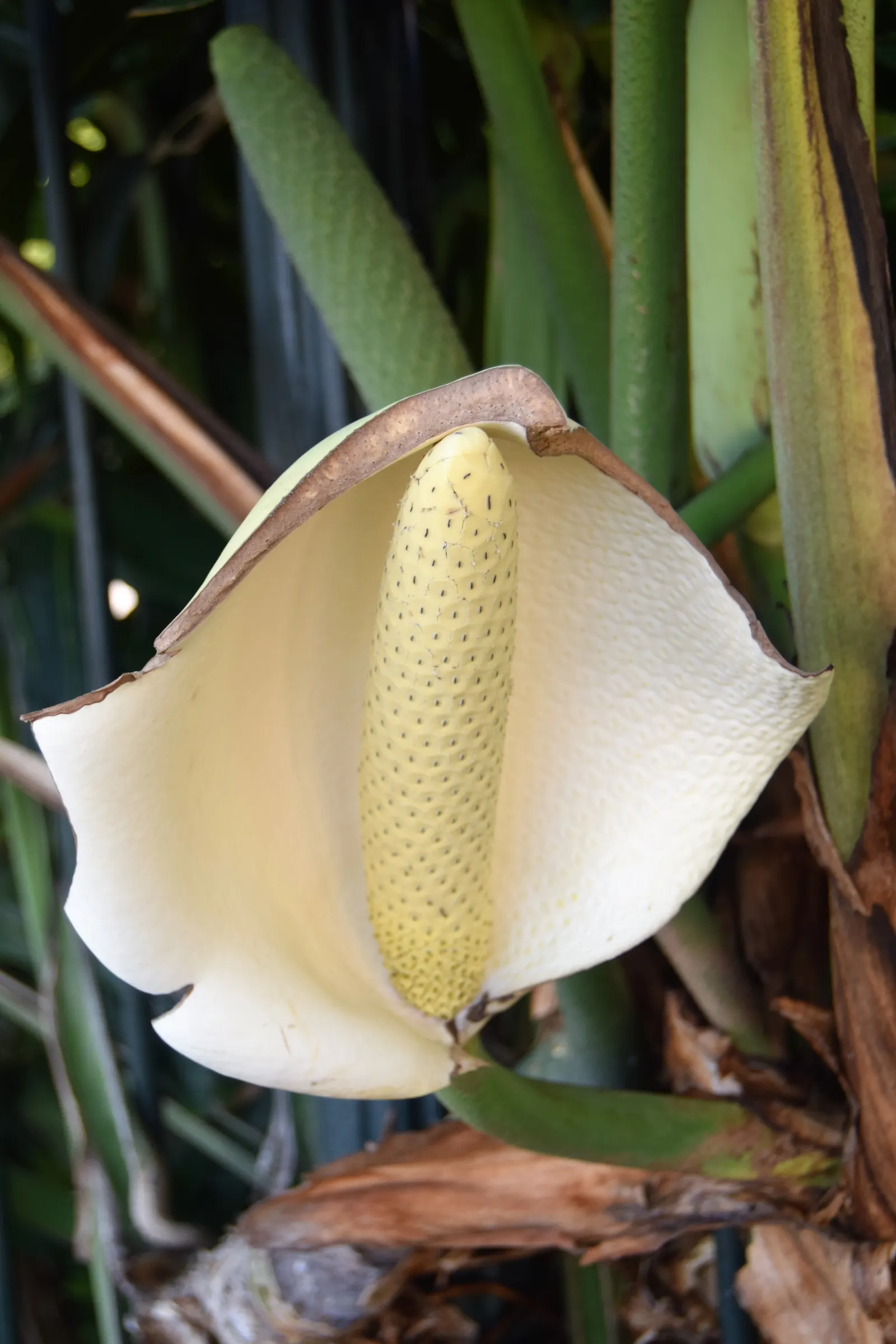 Monstera (Monstera Deliciosa) — making it a popular choice for atriums or larger indoor garden spaces; is a tropical perennial renowned for its, image 70