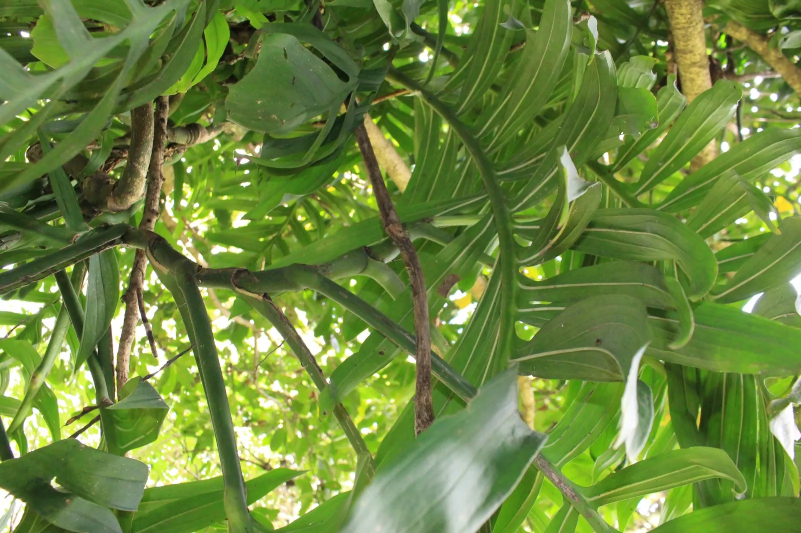 Monstera (Monstera Deliciosa) — replicating its tropical beginnings.<br><br>This plant adapts well to indoor conditions
