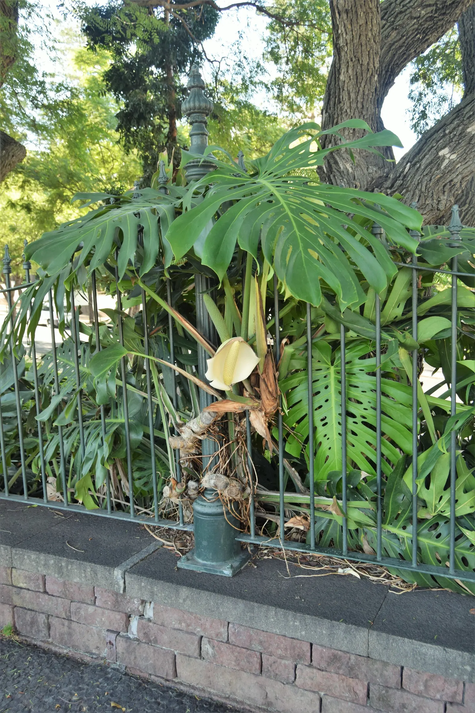 Monstera (Monstera Deliciosa) — vibrant green and can grow to an impressive size; its soil preference is peaty, well-draining substrates that, image 190
