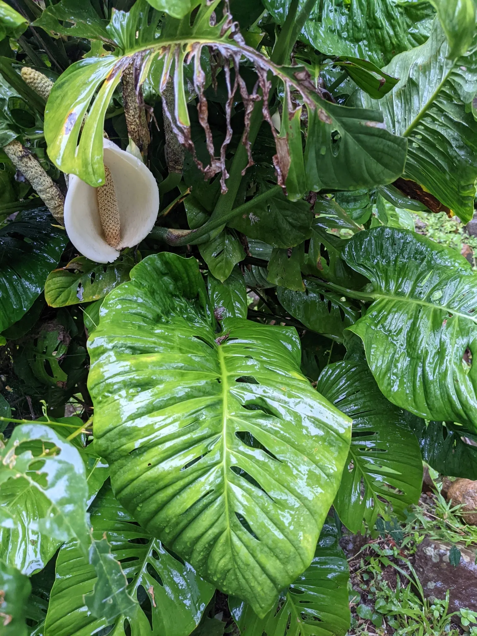 Monstera (Monstera Deliciosa) — perforated leaves that can span up to 18 inches across; often reaching lengths of around 1 to 2 feet with proper, image 146