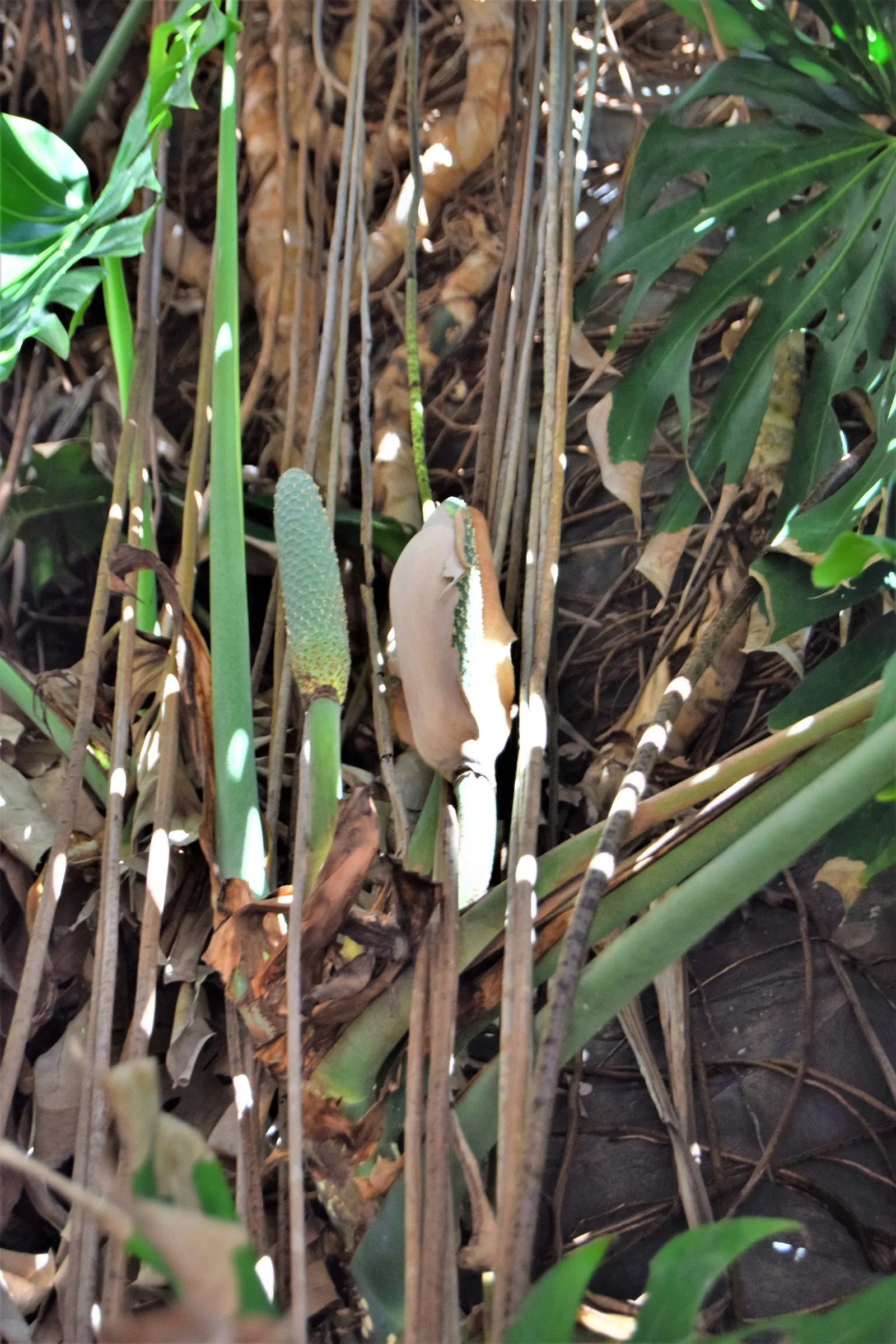 Monstera (Monstera Deliciosa) — is a tropical perennial renowned for its dramatic; it prefers humid conditions and temperatures between 68&deg;F to, image 37