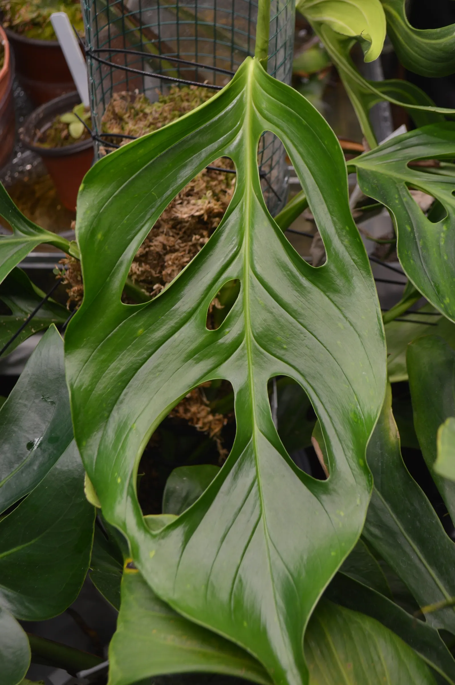 Monstera (Monstera Deliciosa) — it prefers humid conditions and temperatures between 68&deg;F to 86&deg;F; with origins tracing back to the, image 130