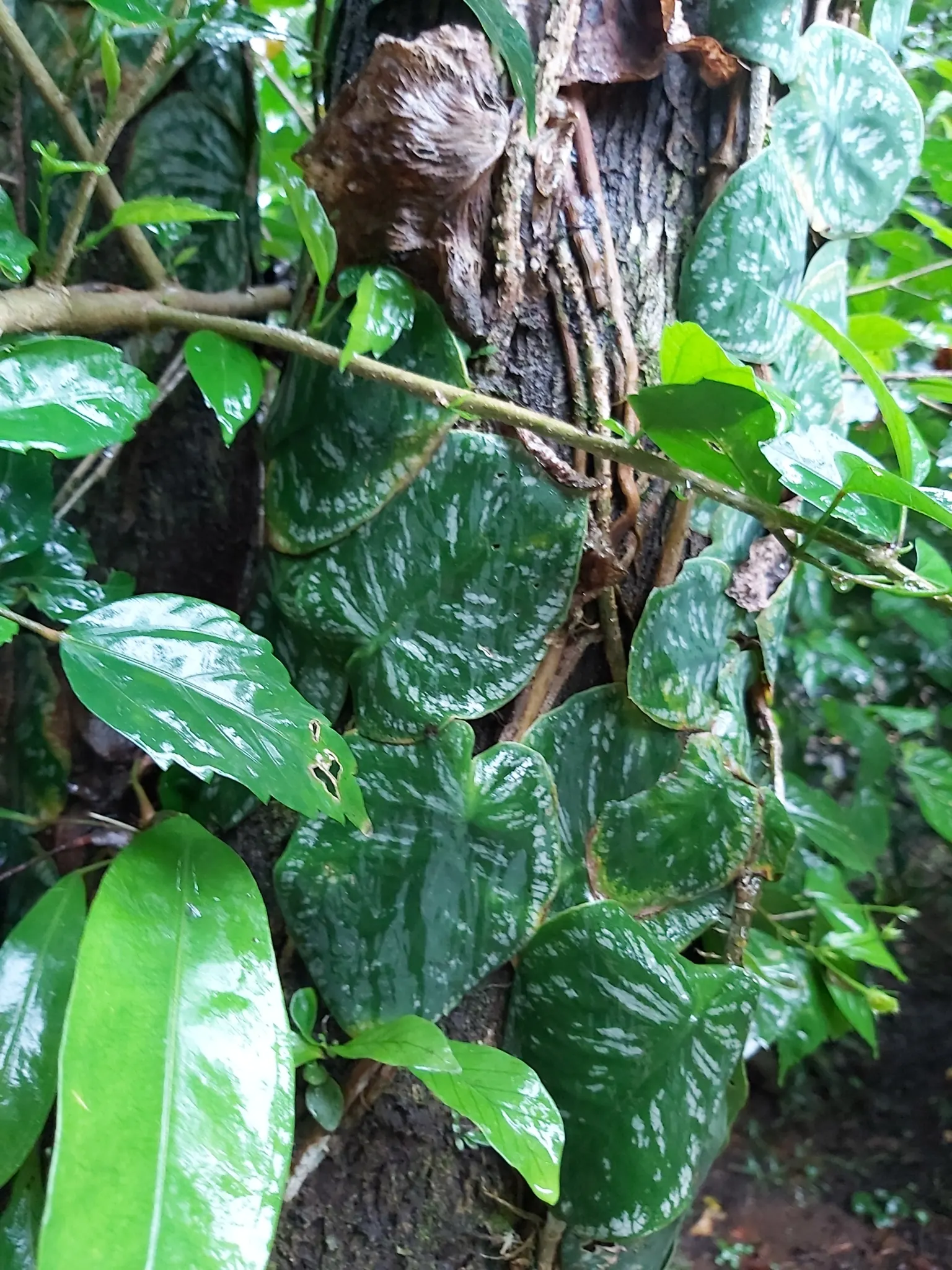 Monstera (Monstera Deliciosa) — is a tropical perennial renowned for its dramatic; it prefers humid conditions and temperatures between 68&deg;F to, image 163