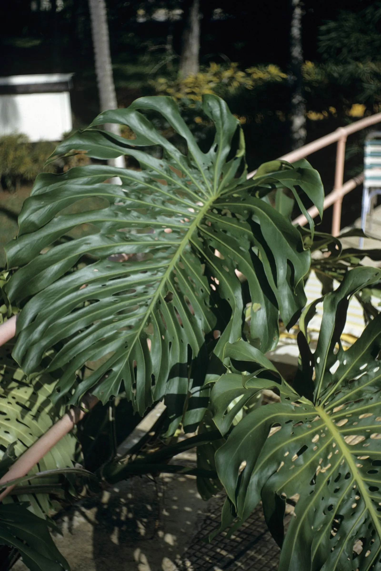 Monstera (Monstera Deliciosa) — Provide consistent warmth with temperatures between 68&deg;F to 86&deg;F; with support, it can reach an impressive, image 158