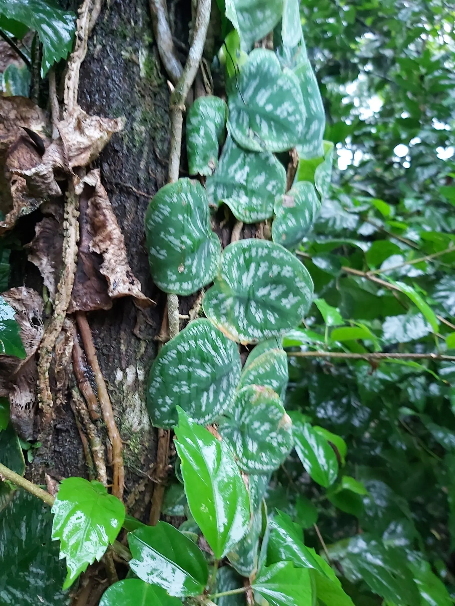 Monstera (Monstera Deliciosa) — shrub for deep shade or half or shade; replicating its tropical beginnings.<br><br>This plant adapts well to indoor, image 180