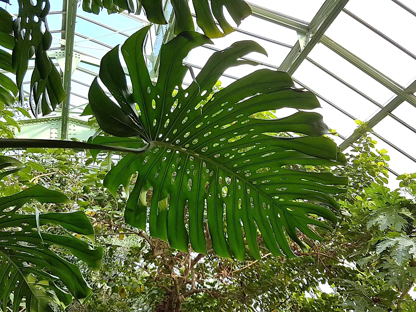 Monstera (Monstera Deliciosa) — Its soil preference is peaty, well-draining substrates that maintain moisture without becoming waterlogged; making, image 175