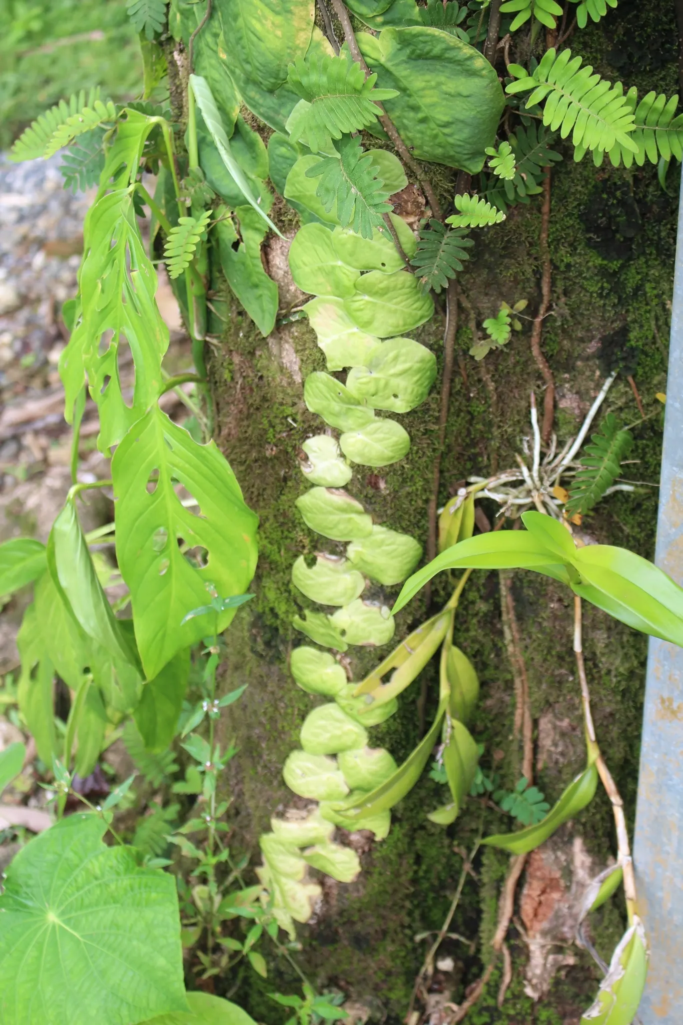 Monstera (Monstera Deliciosa) — Thriving in part shade with indirect light, it grows well in rich, well-draining soil; shrub for deep shade or half, image 57