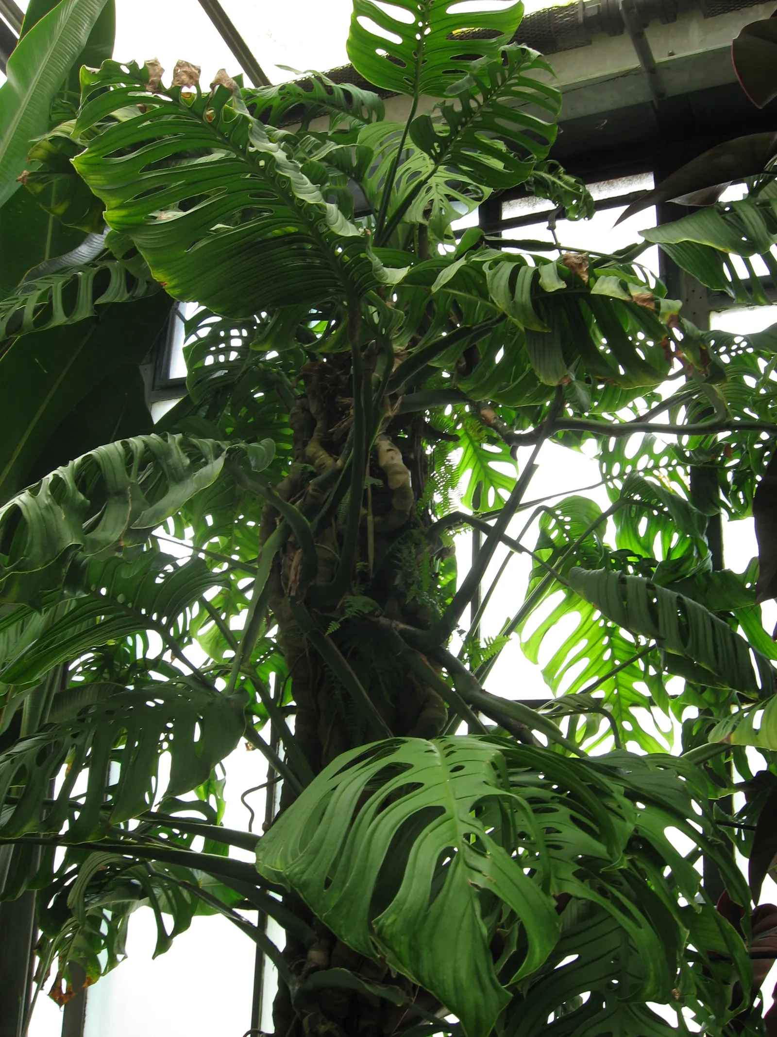 Monstera (Monstera Deliciosa) — this plant thrives in a landscape design that emulates its natural; with its dramatic presence, image 44