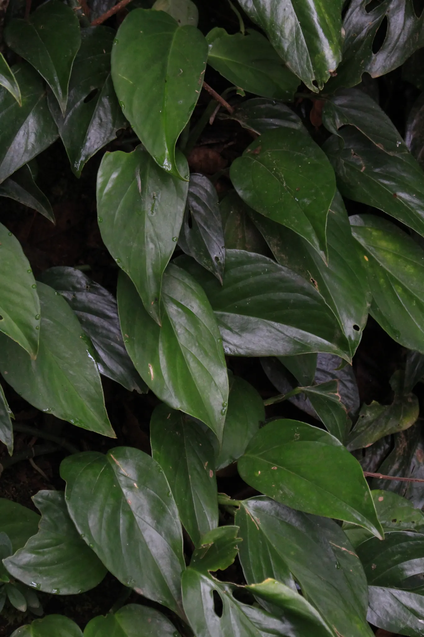Monstera (Monstera Deliciosa) — thriving in indirect sunlight to avoid leaf scorch; heart-shaped leaves are a deep, image 120