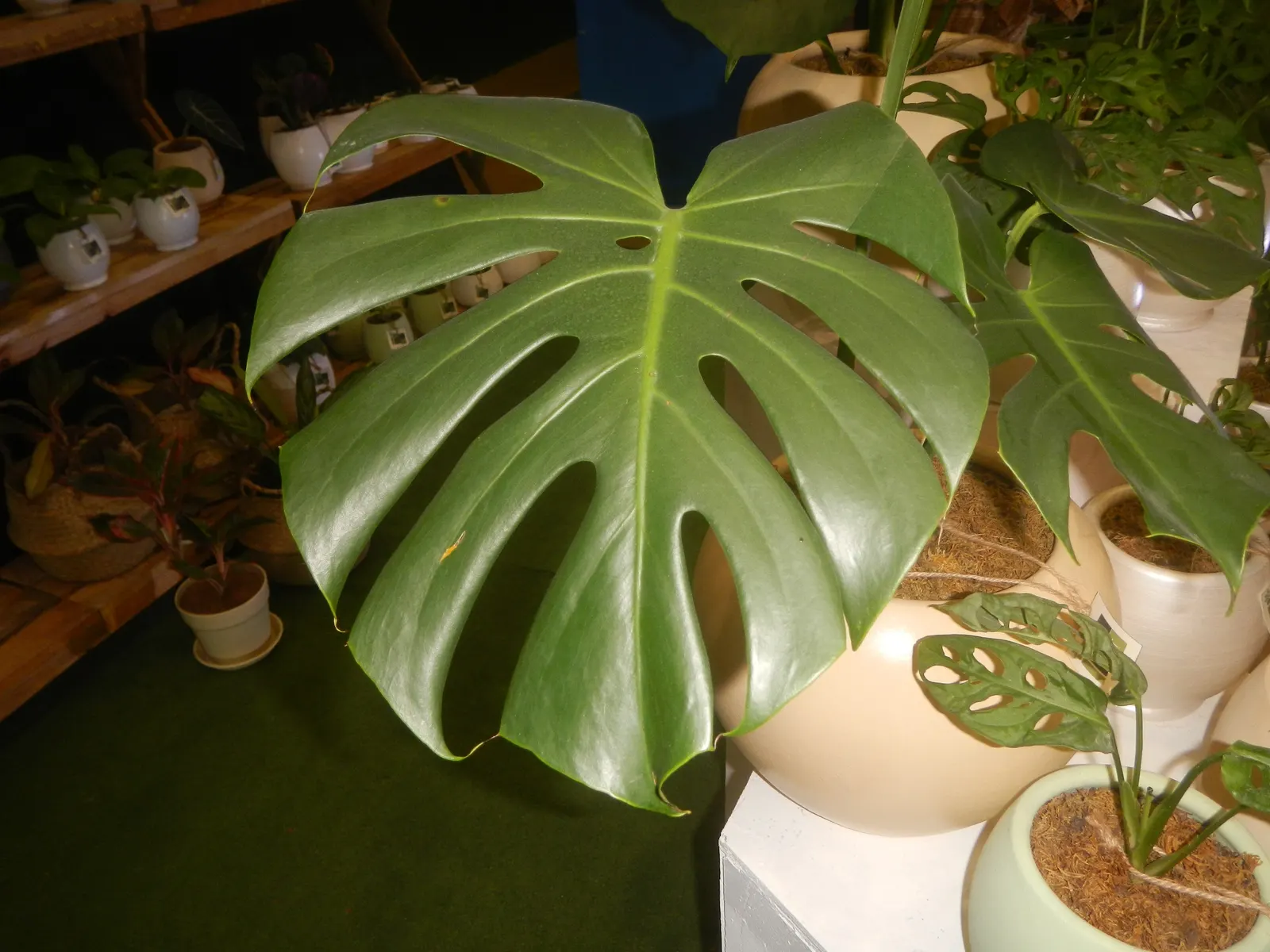 Monstera (Monstera Deliciosa) — often referred to as the "Swiss Cheese Plant," is an iconic tropical perennial renowned for its distinctive, image 186