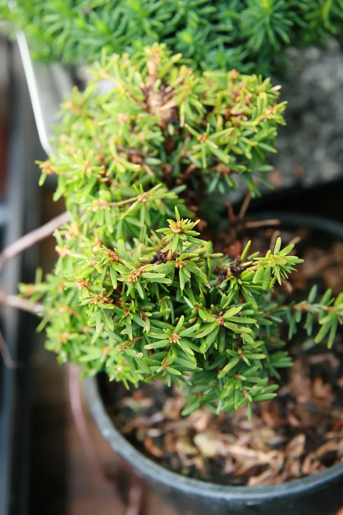 Minuta Hemlock (Tsuga Canadensis 'Minuta') — The Tsuga canadensis 'Minuta' is a dwarf cultivar of the Eastern Hemlock
