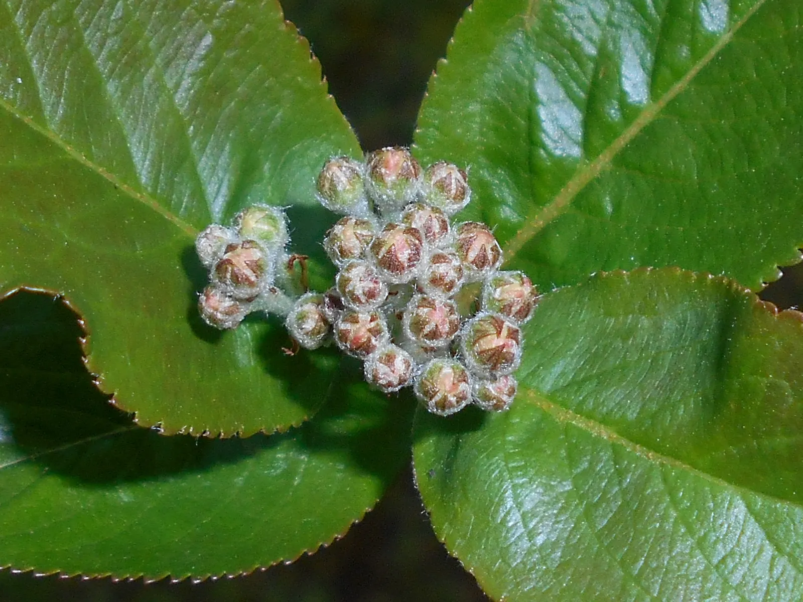 Black Chokeberry (Aronia Melanocarpa) — each blossom approximately 1/2 inch in diameter; it displays clusters of fragrant white flowers in spring, image 64