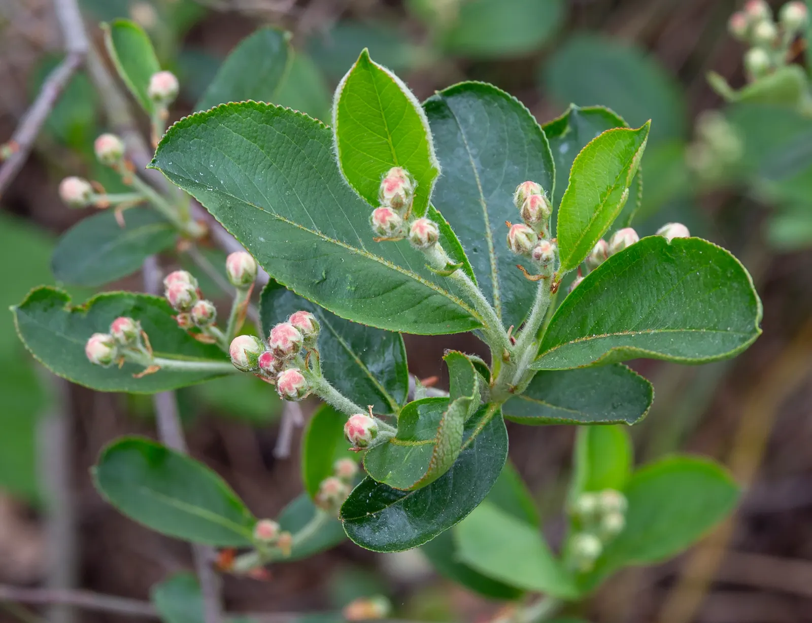 Black Chokeberry (Aronia Melanocarpa) — the plant bears clusters of delicate white to light pink flowers; making them a boon for wildlife and humans alike
