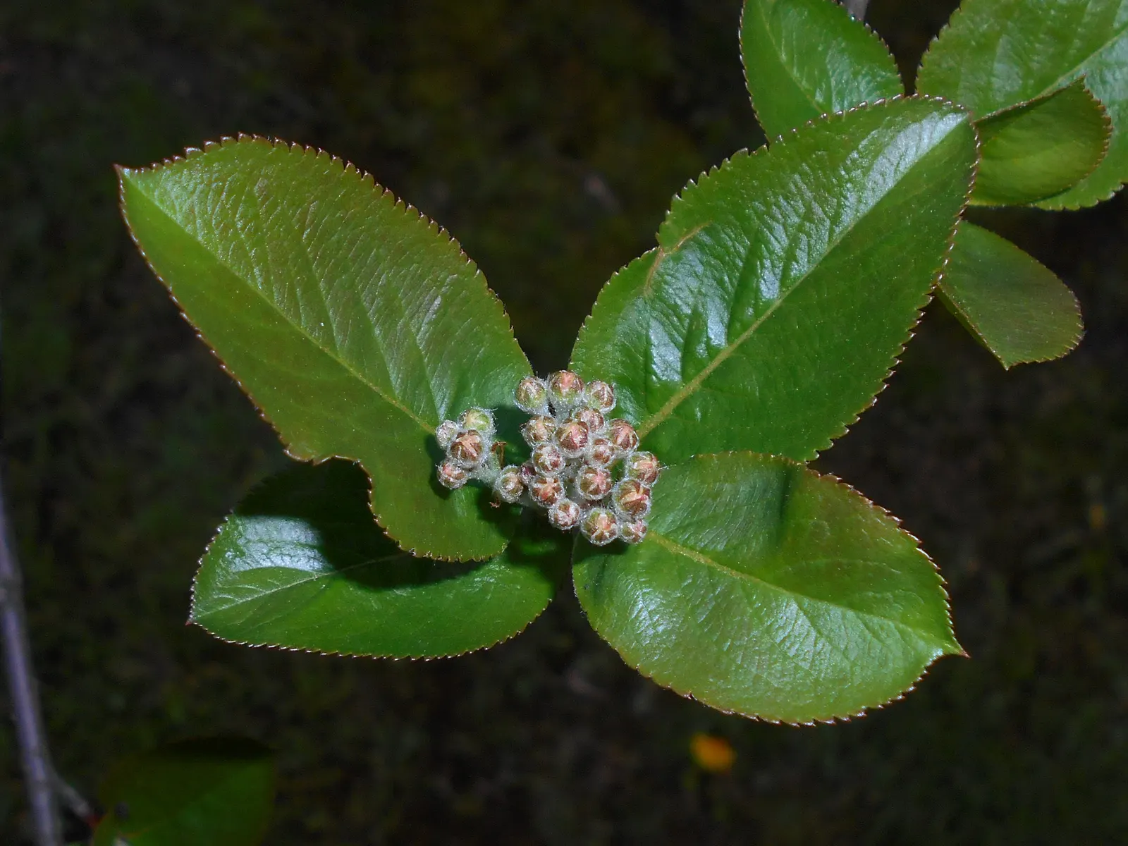 Black Chokeberry (Aronia Melanocarpa) — this species is known for its high tolerance to wet conditions