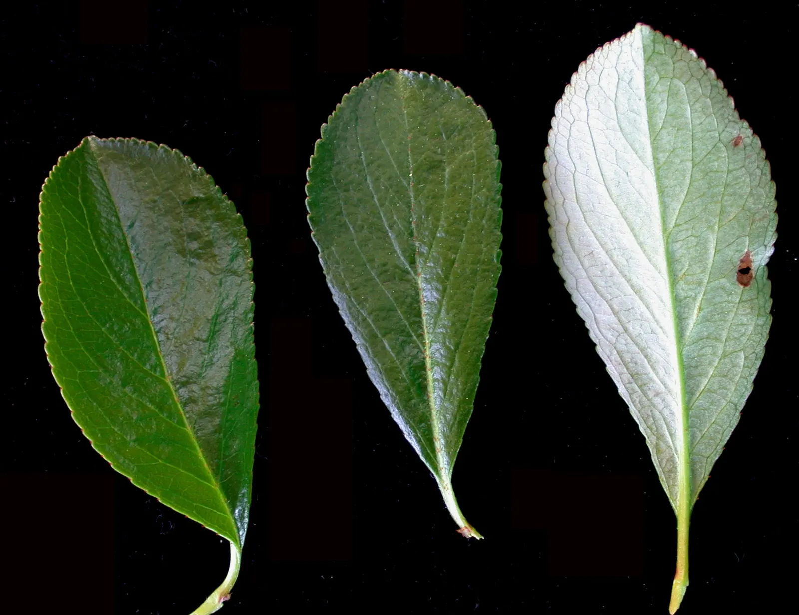 Black Chokeberry (Aronia Melanocarpa) — It can withstand both full sun and partial shade exposure; including occasional flooding
