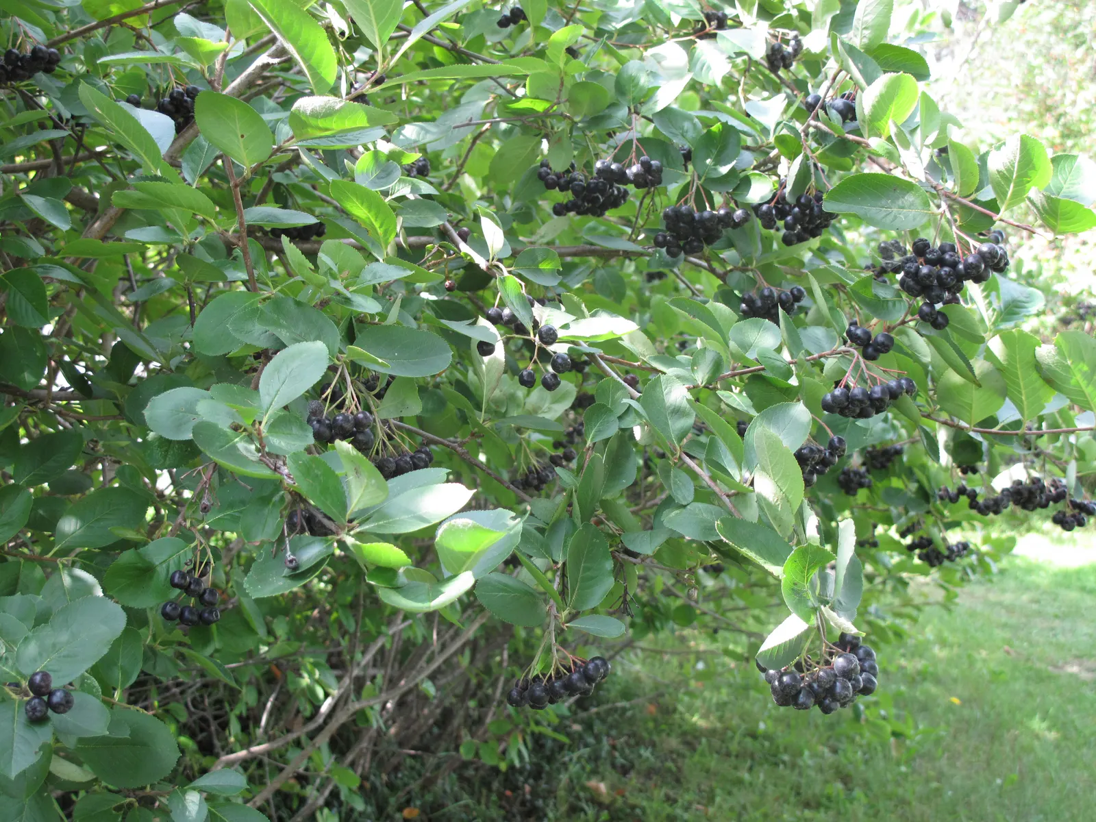 Black Chokeberry (Aronia Melanocarpa) — It can withstand both full sun and partial shade exposure