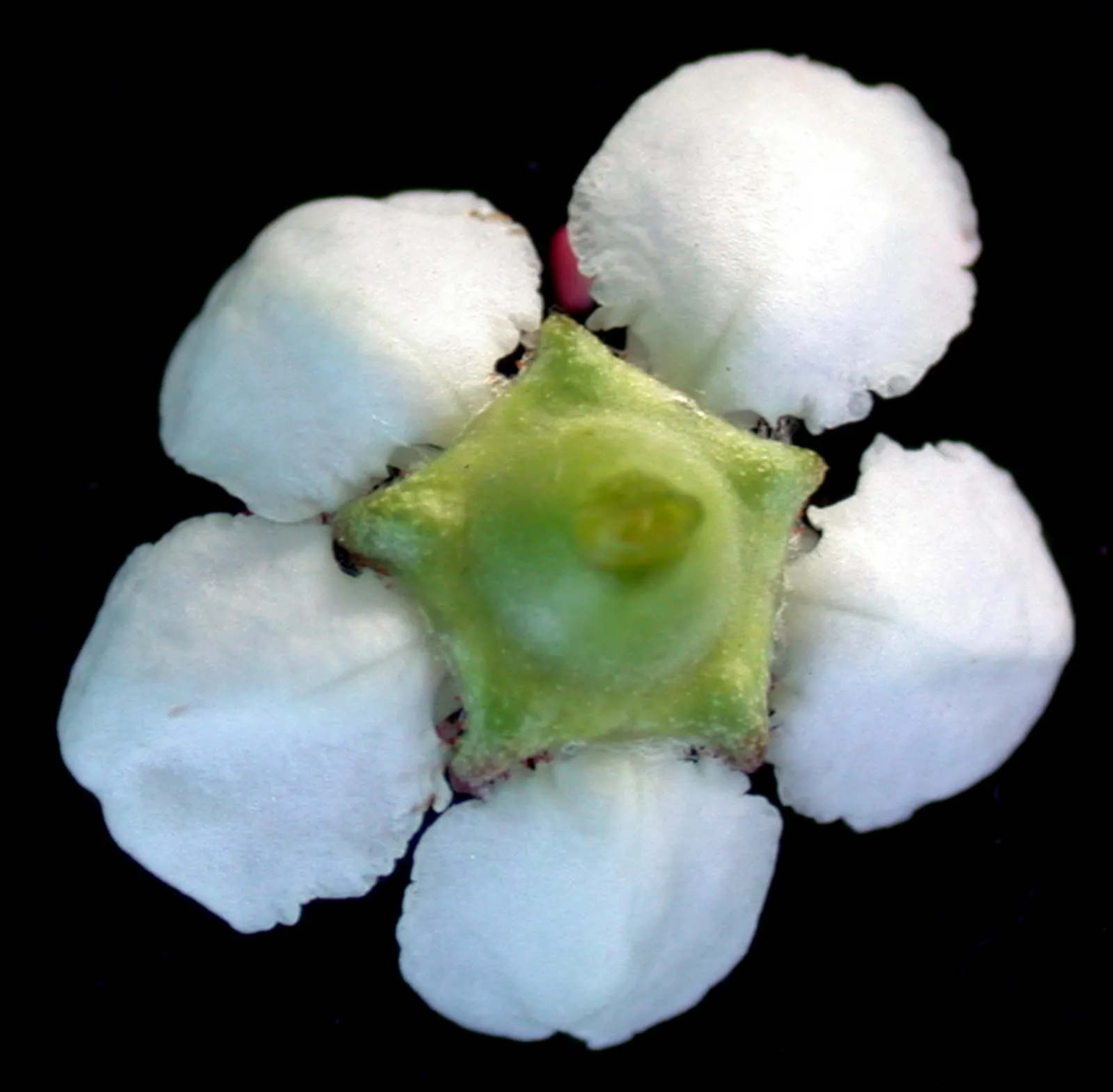 Black Chokeberry (Aronia Melanocarpa) — making them a boon for wildlife and humans alike