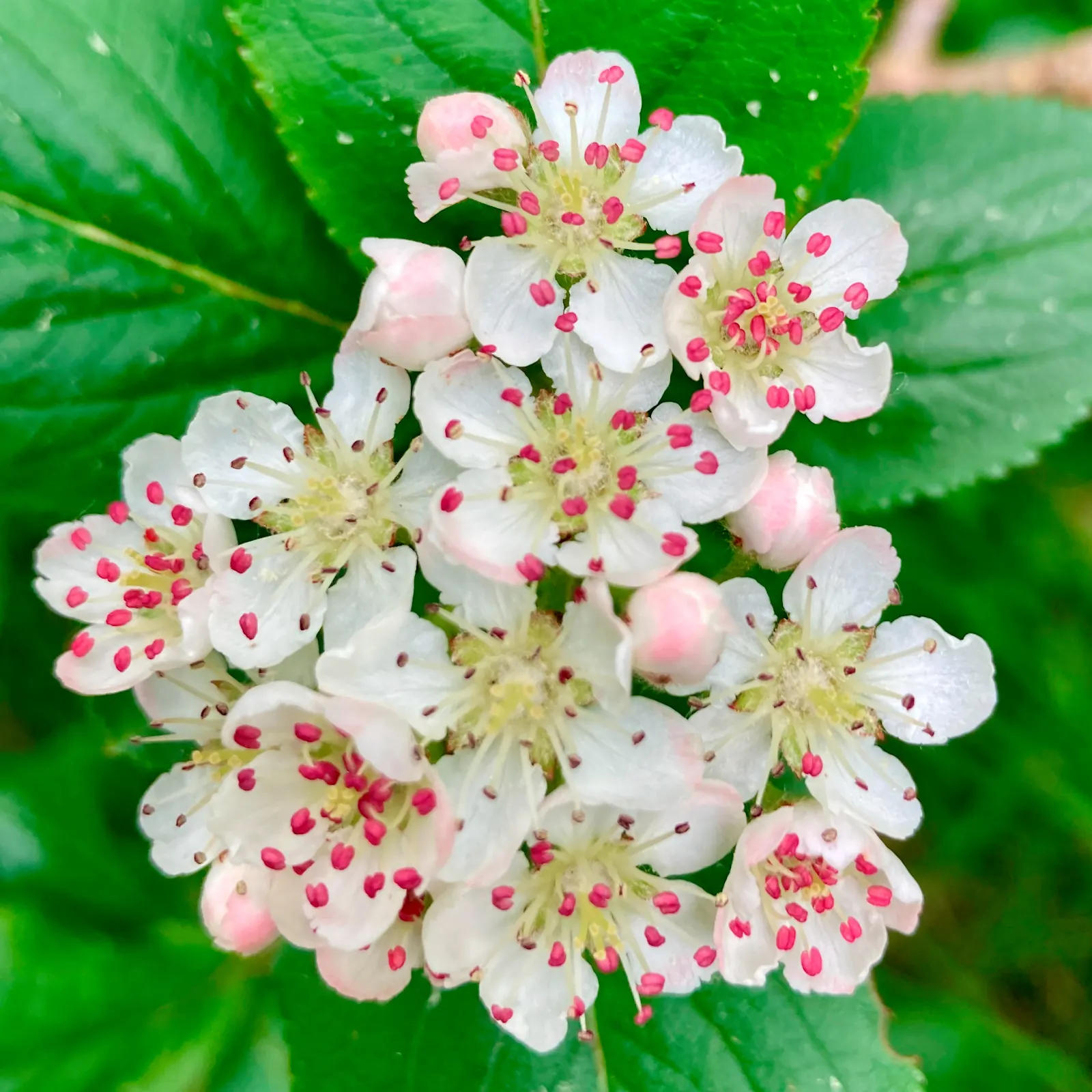 Black Chokeberry (Aronia Melanocarpa) — dark green leaves that turn red in fall; shrub with white blooms, image 56