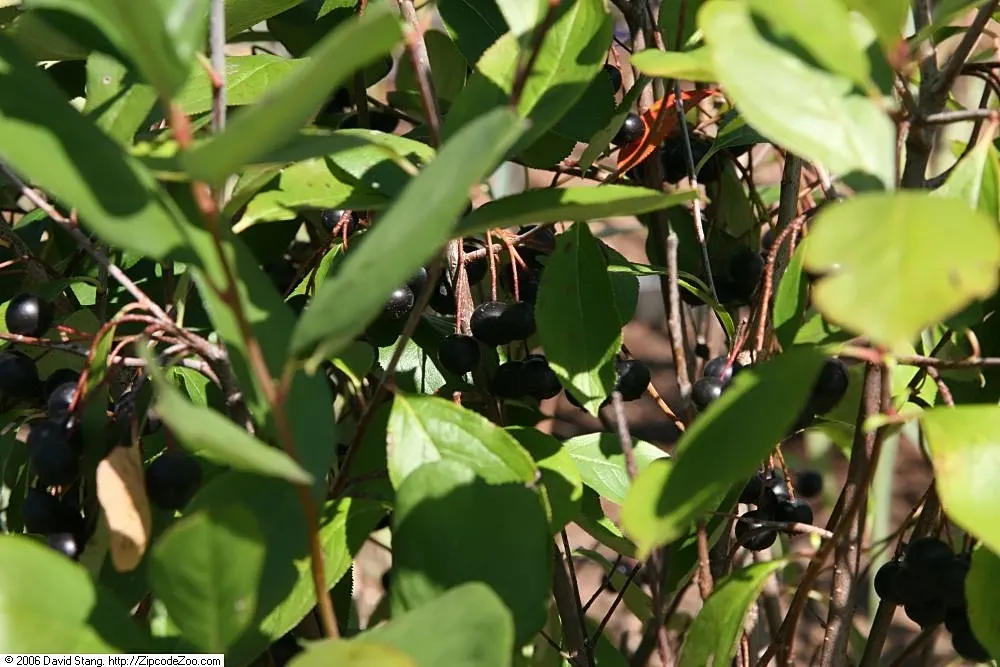 Black Chokeberry (Aronia Melanocarpa) — which appear in late summer and persist into the fall; scientifically known as Aronia melanocarpa, image 72