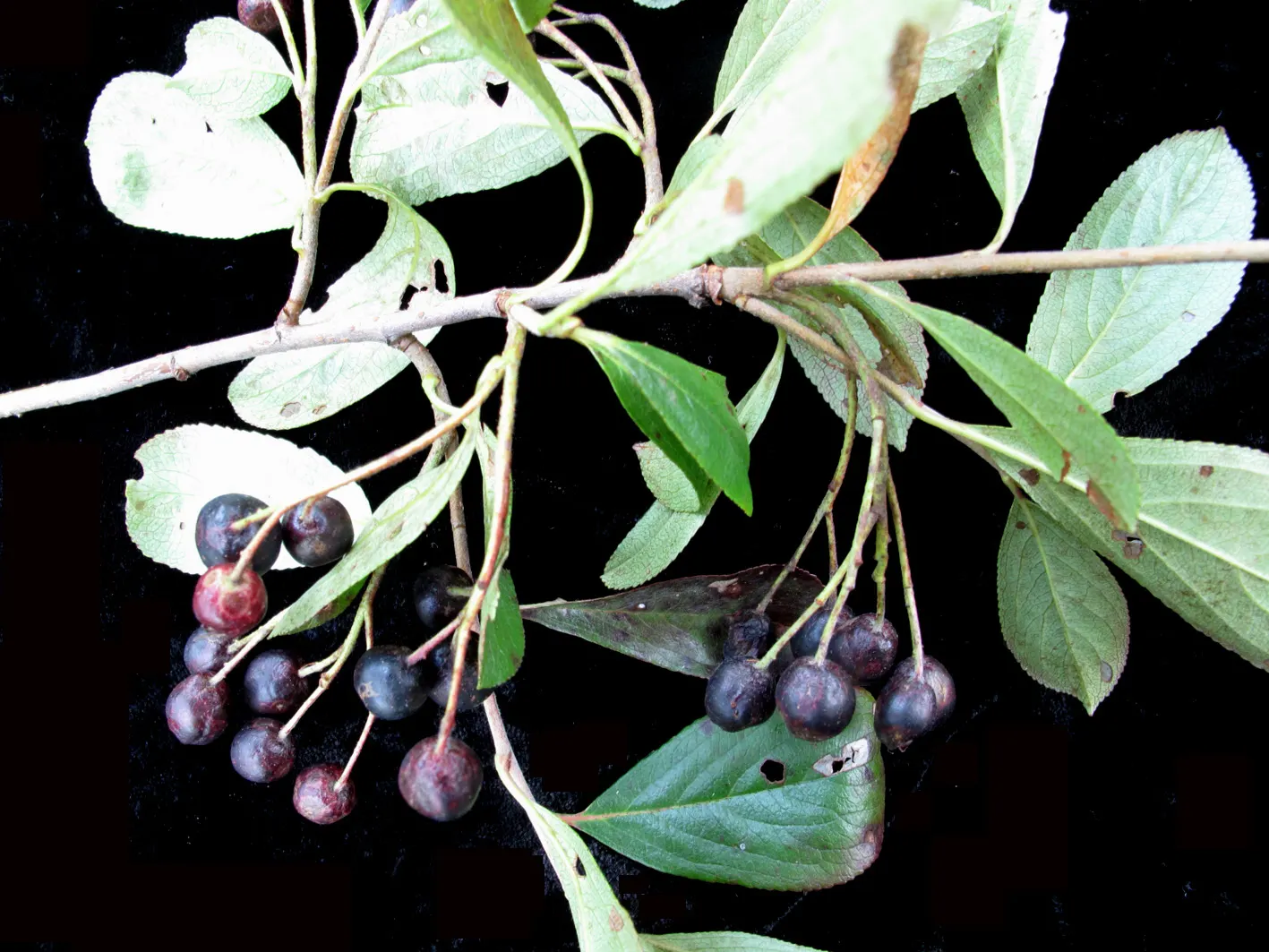 Black Chokeberry (Aronia Melanocarpa) — dark green leaves that turn red in fall; shrub with white blooms
