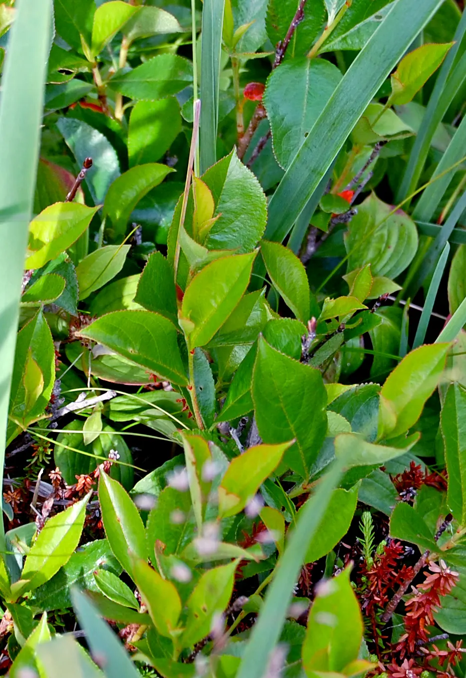 Black Chokeberry (Aronia Melanocarpa) — it displays clusters of fragrant white flowers in spring and lustrous; deep purple-black berries