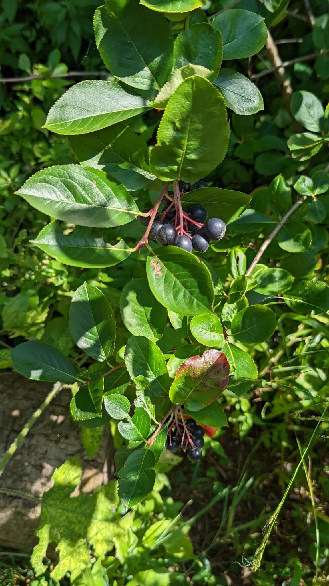 Black Chokeberry (Aronia Melanocarpa) — white flowers in the garden; typically reaching heights of 3 to 6 feet with a similar spread