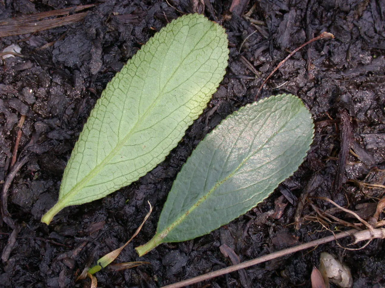 Black Chokeberry (Aronia Melanocarpa) — Plant in full sun to part shade in well-draining soil for best fruit production; which emerge on the backdrop of its