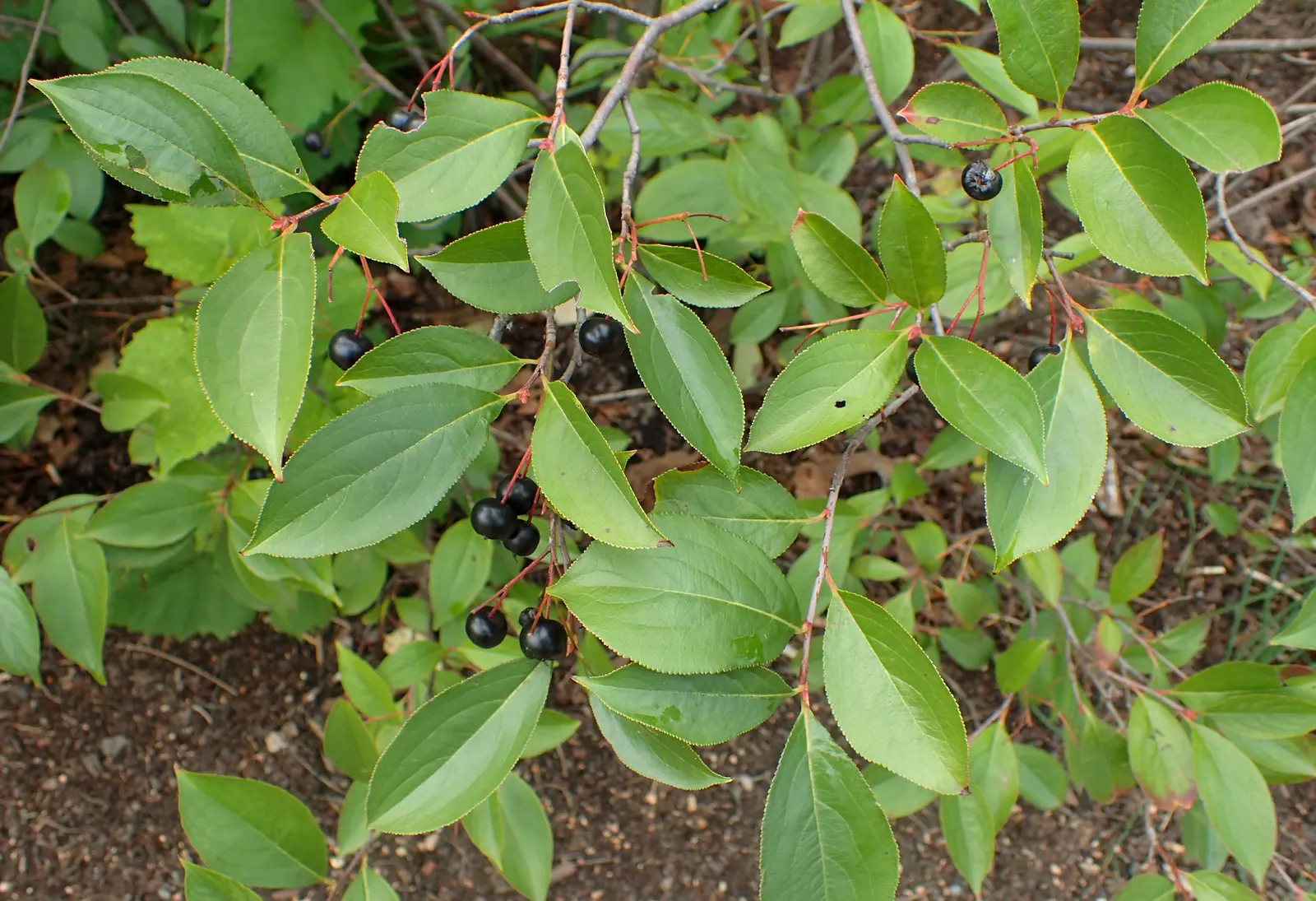 Black Chokeberry (Aronia Melanocarpa) — deep purple-black berries